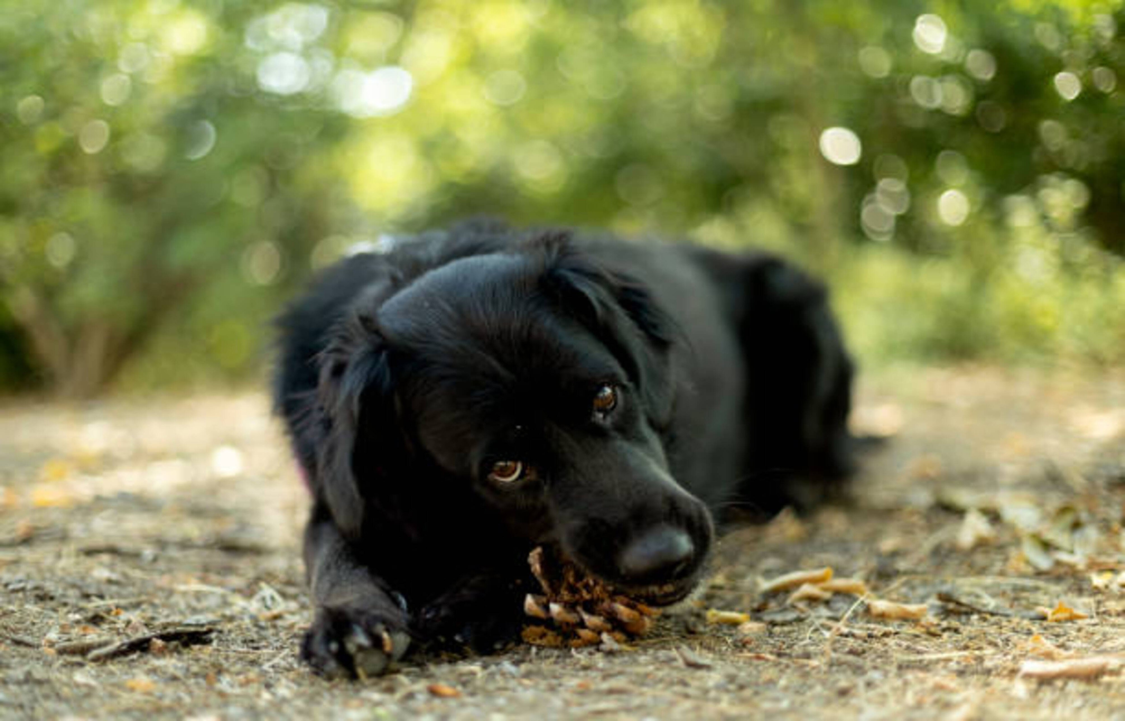 Dangers des pommes de pin pour votre chien