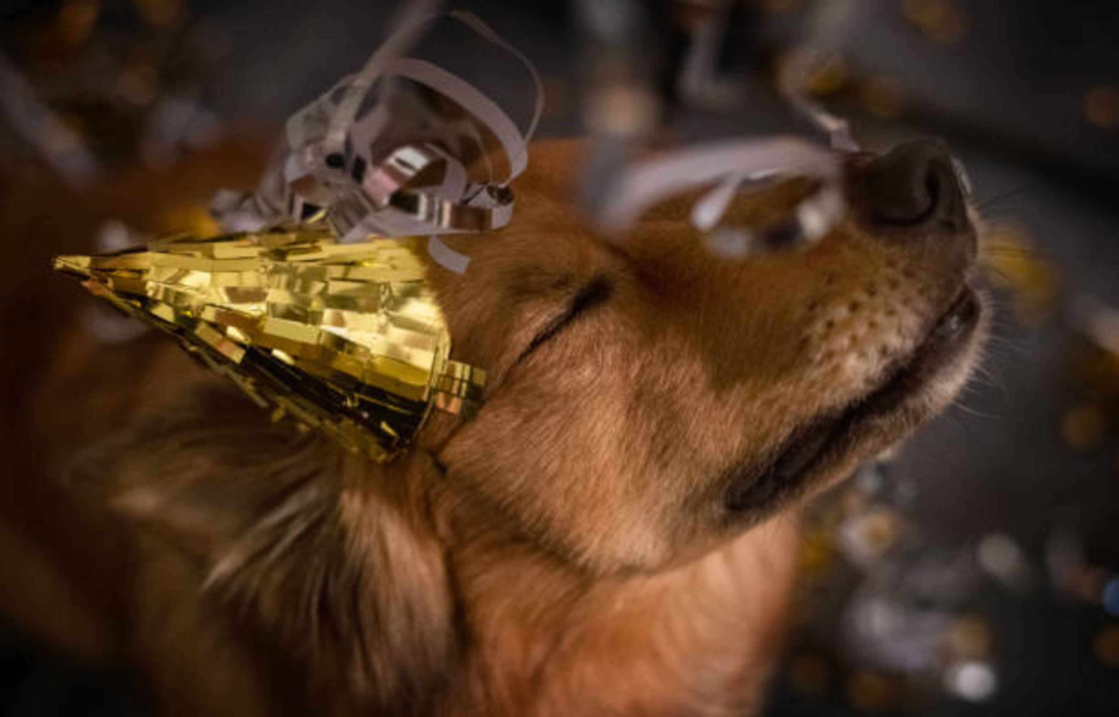 Nouvel an avec votre chien