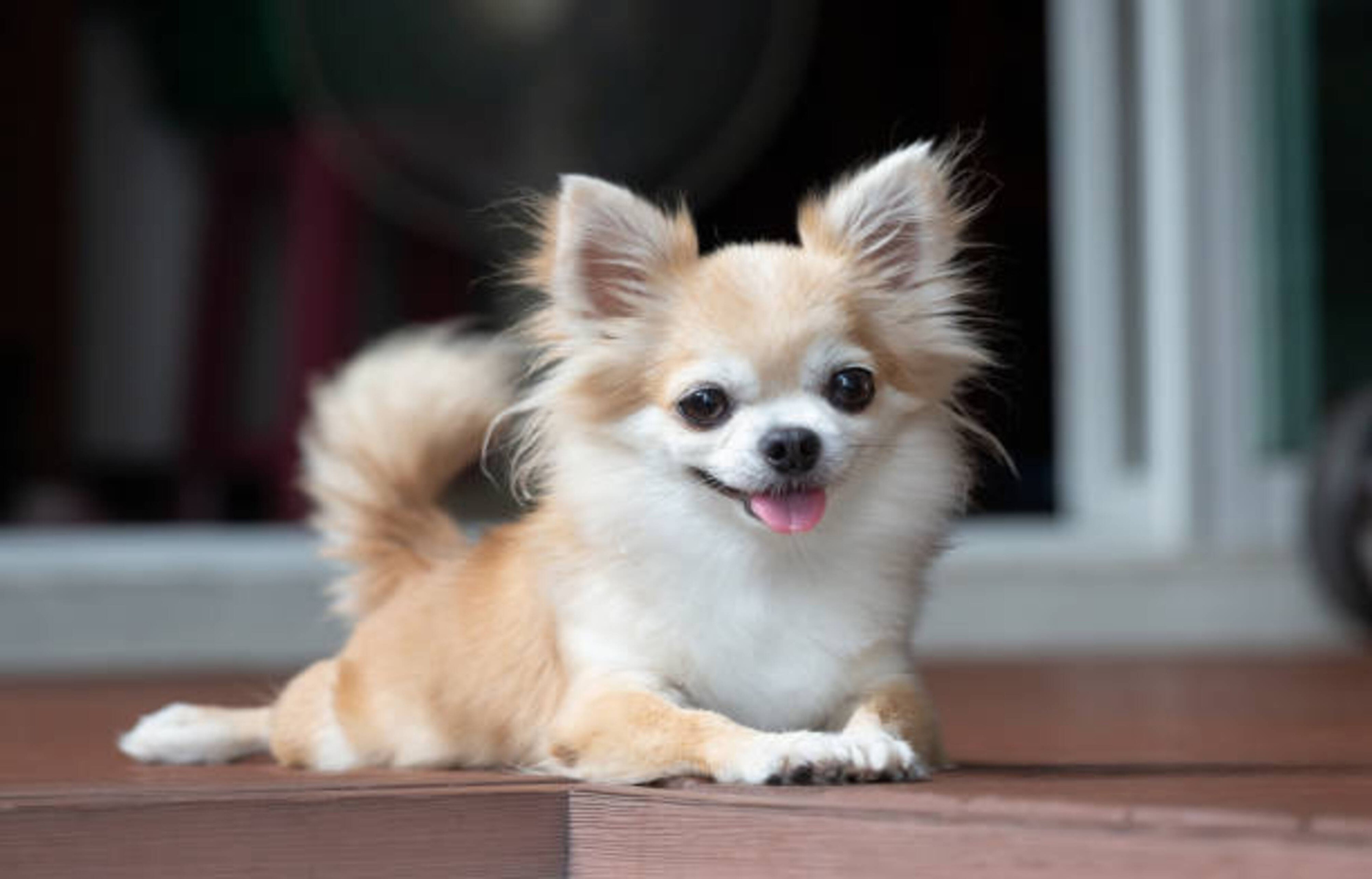 Découvrez le Chihuahua