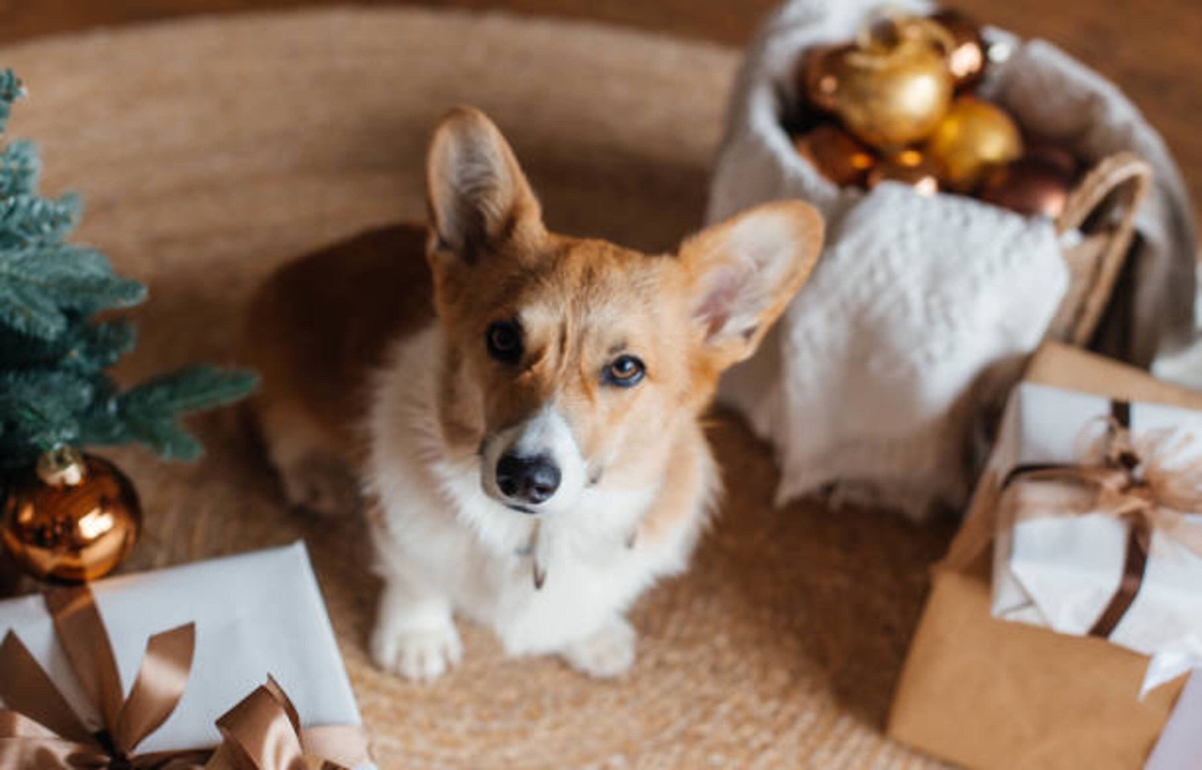 Période de l'Avent avec votre chien