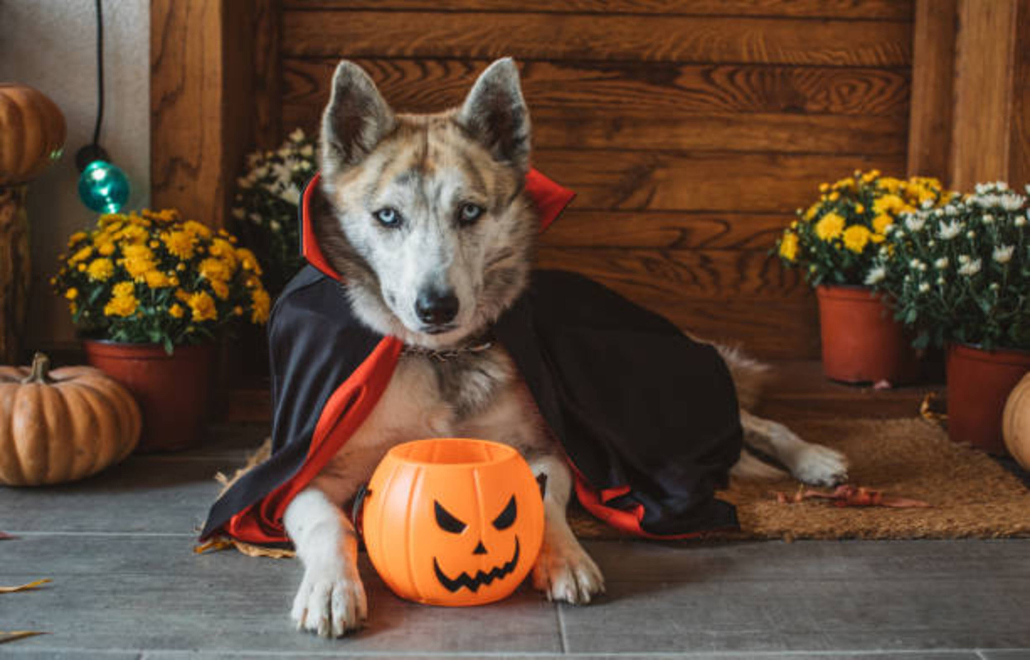 Fêter Halloween avec votre chien