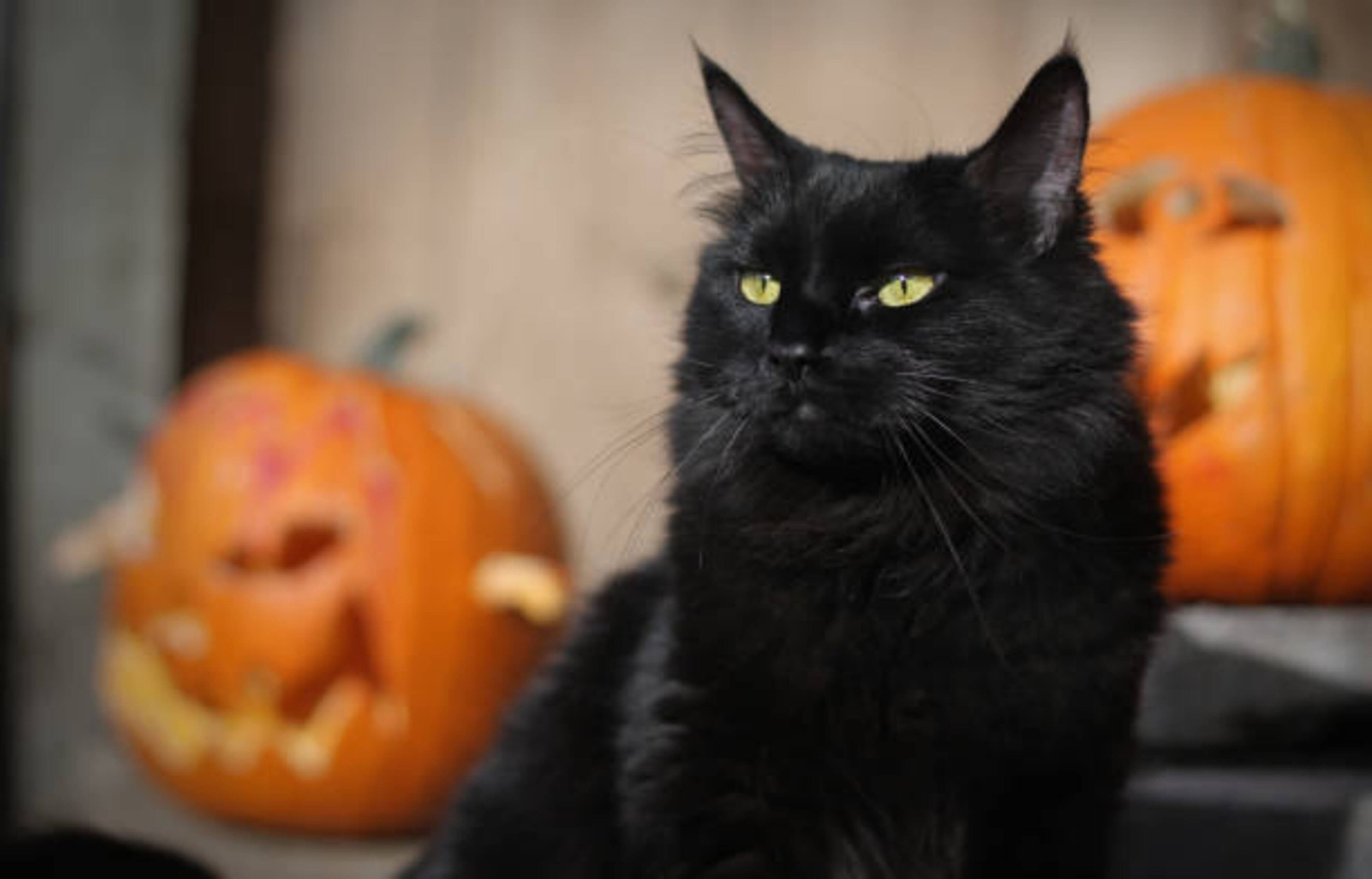 Chat noir et Halloween