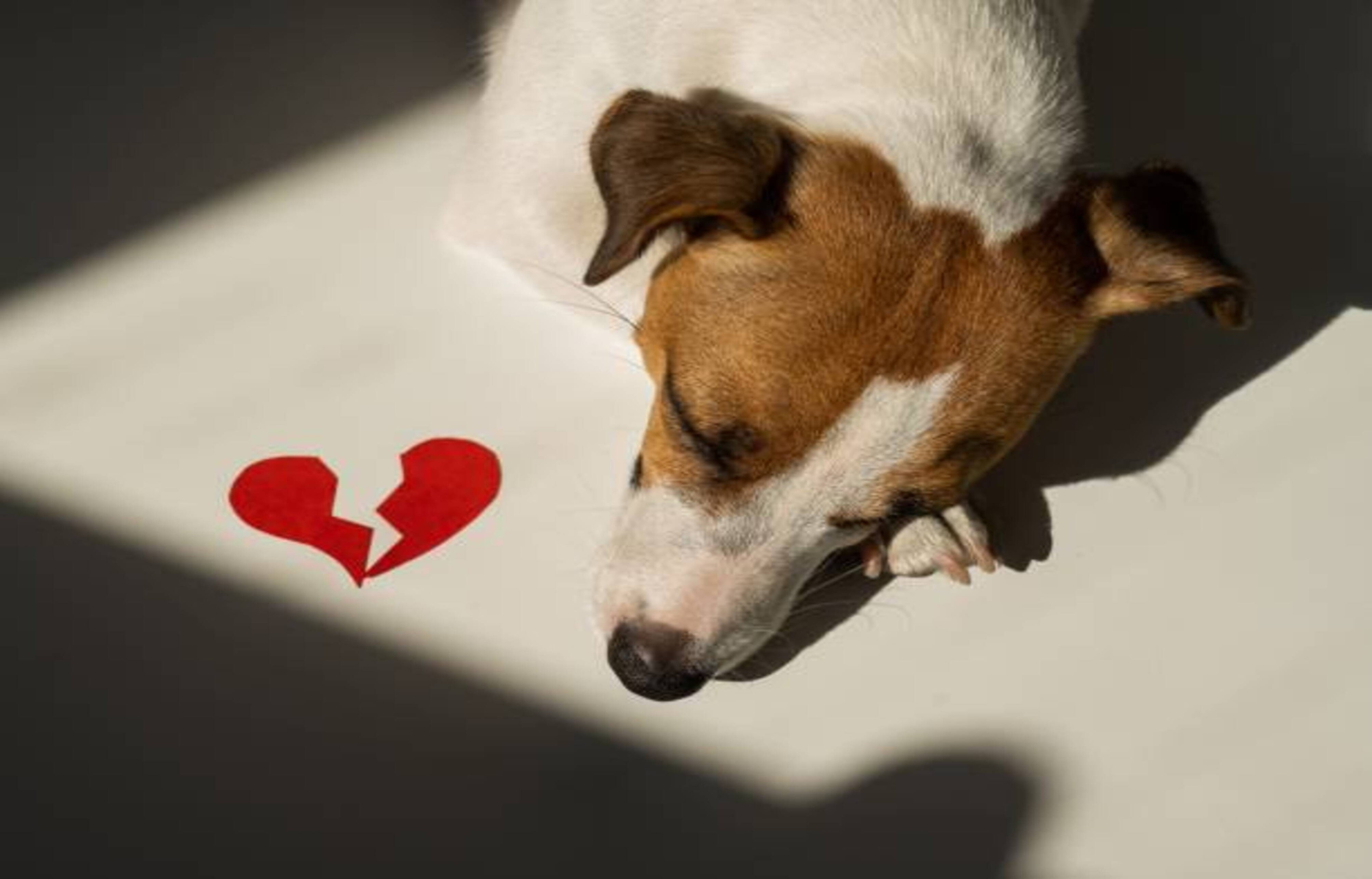 Divorce et chien
