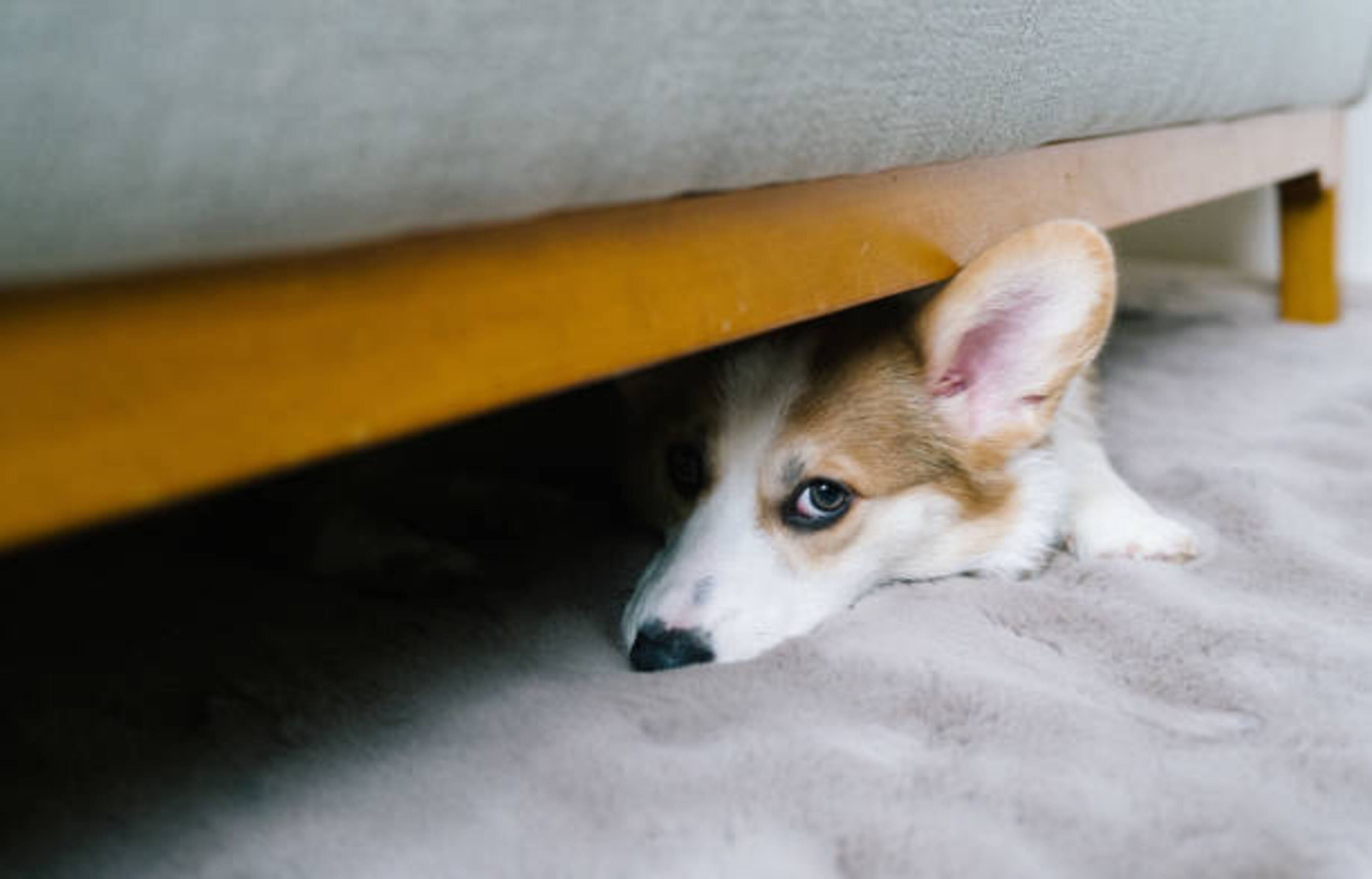 Votre chien dort sous votre lit