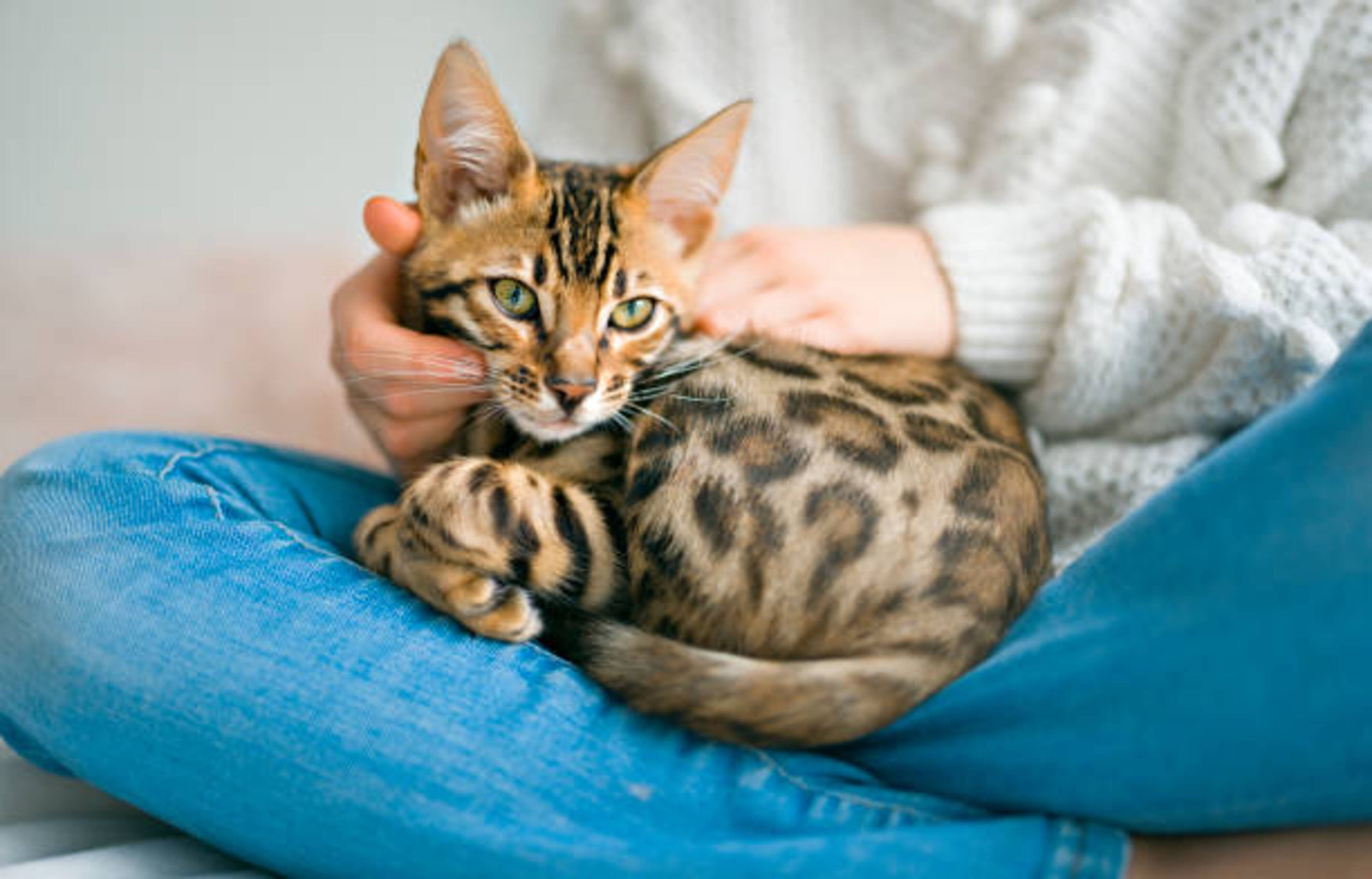 Découvrez le chat Bengal