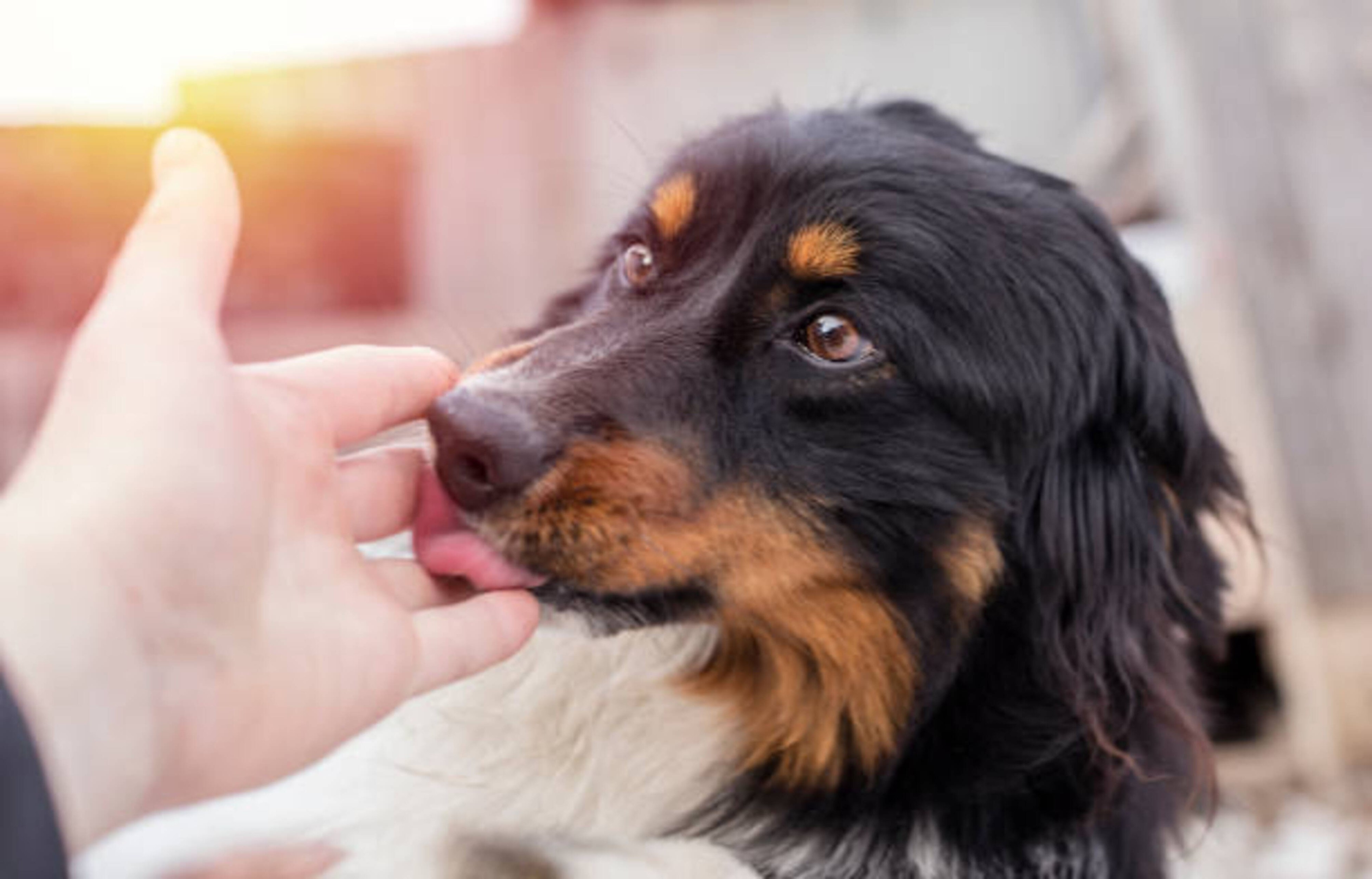 Journée internationale du chien