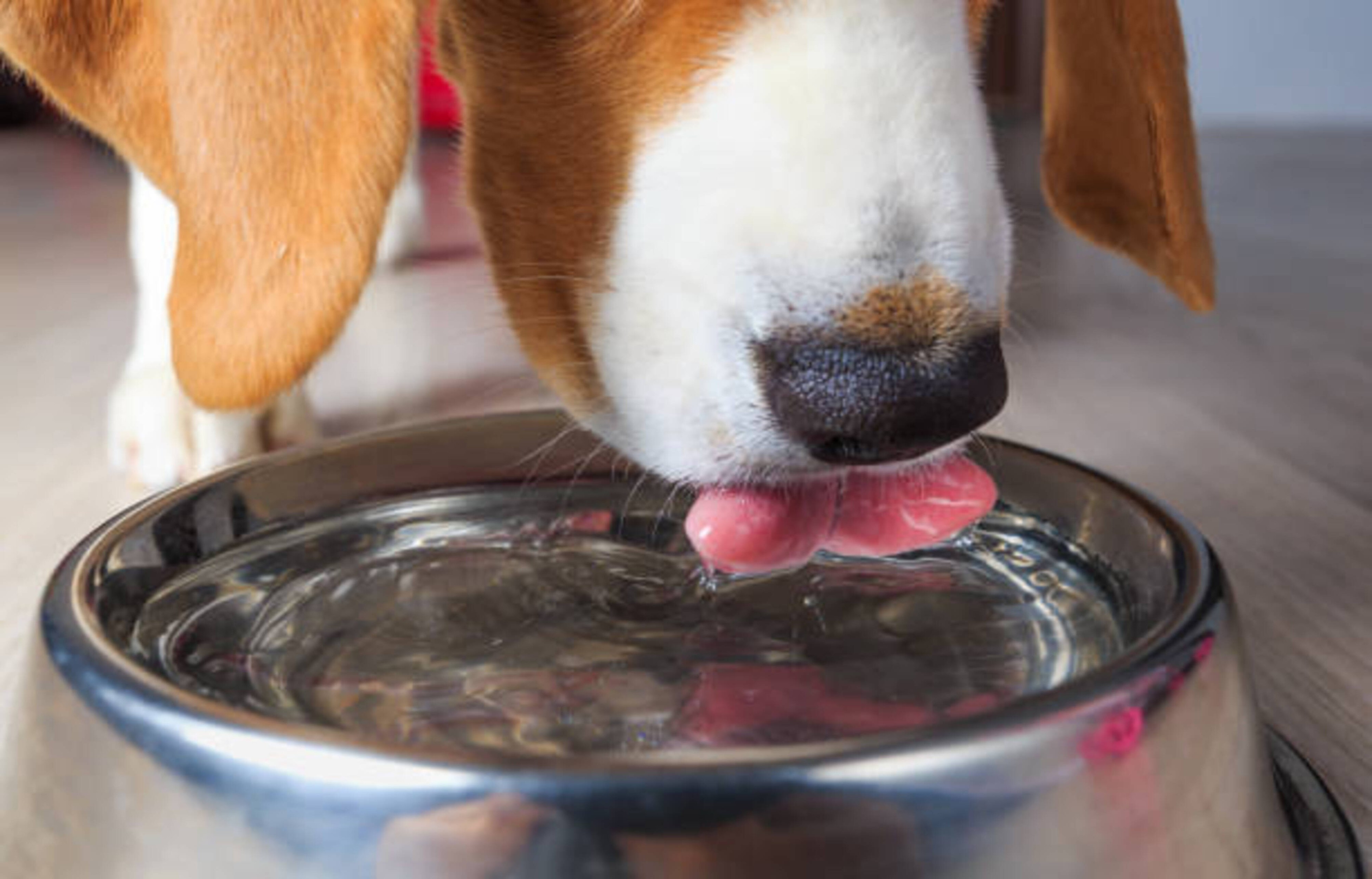 La déshydratation chez votre chien.