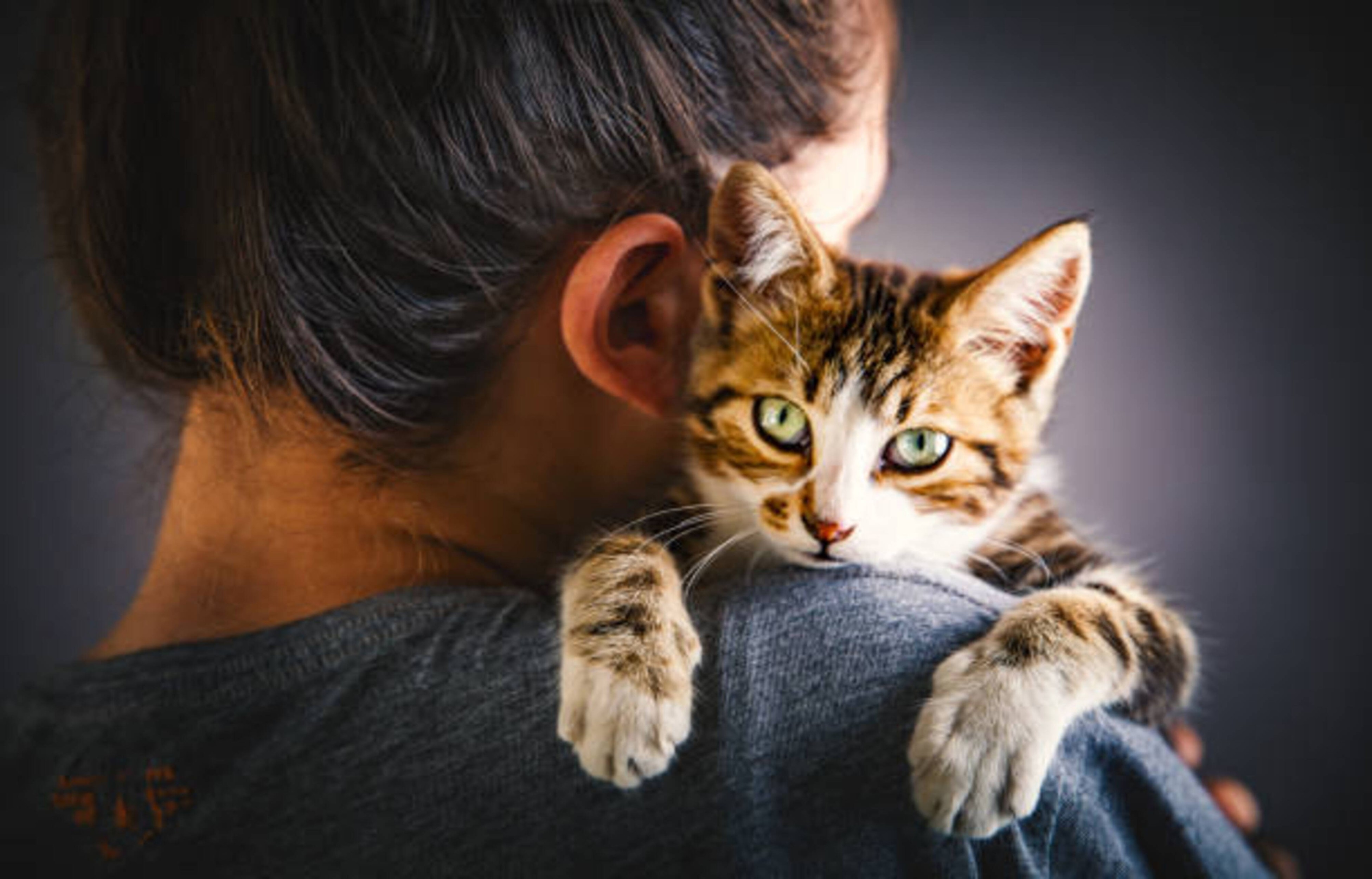 La journée internationale du chat