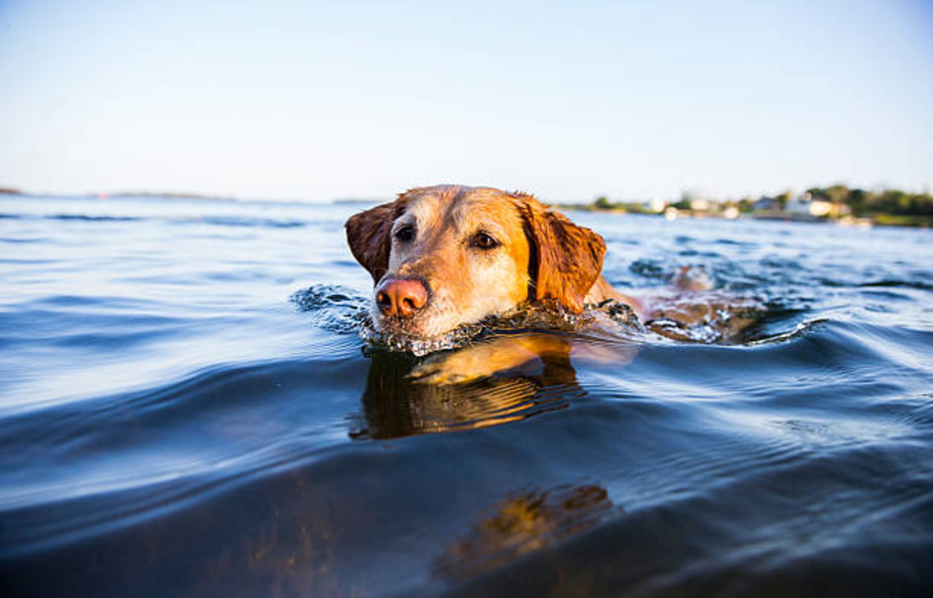 Aller à la mer avec votre chien