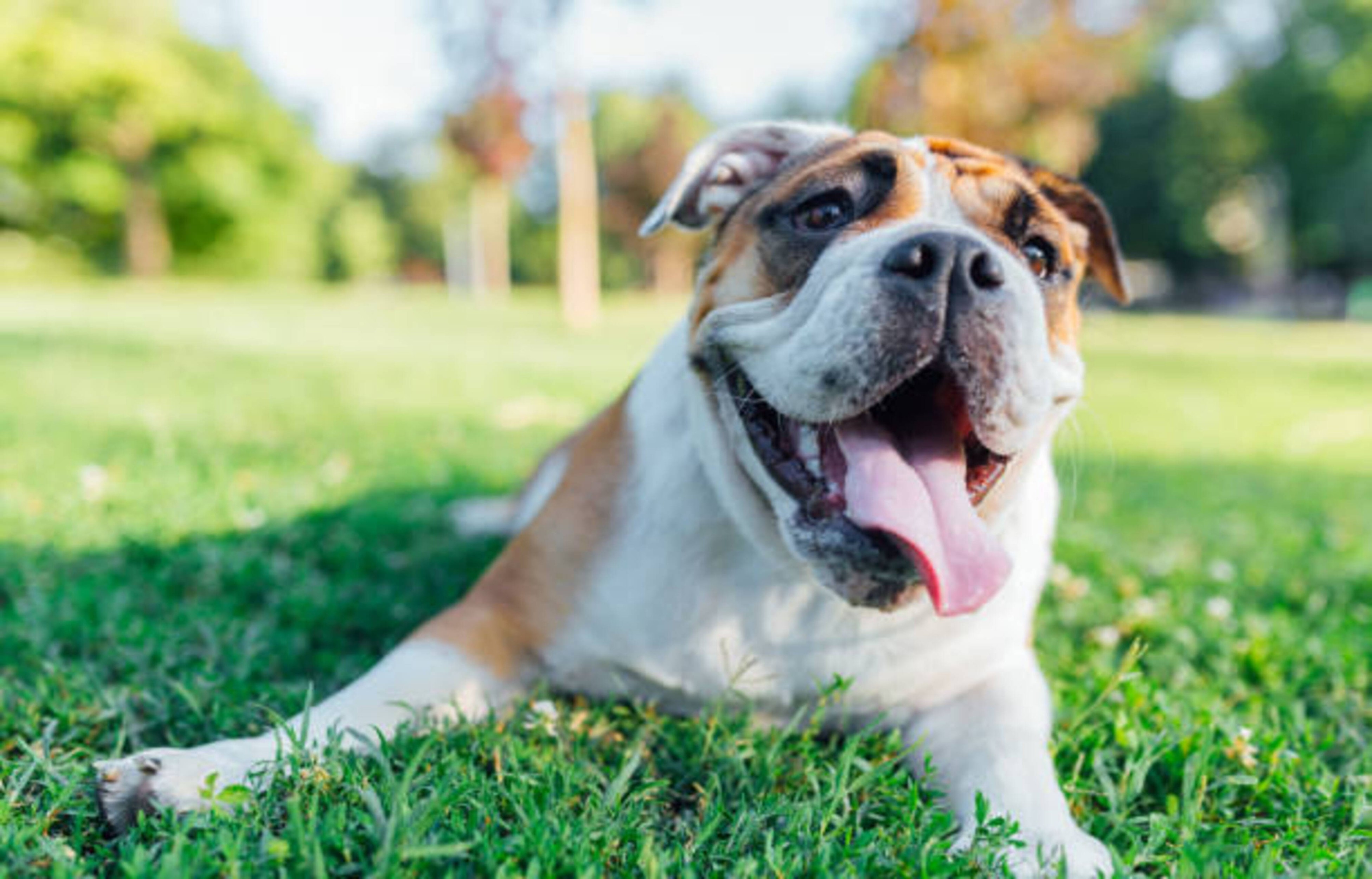 Pourquoi votre chien halète ?
