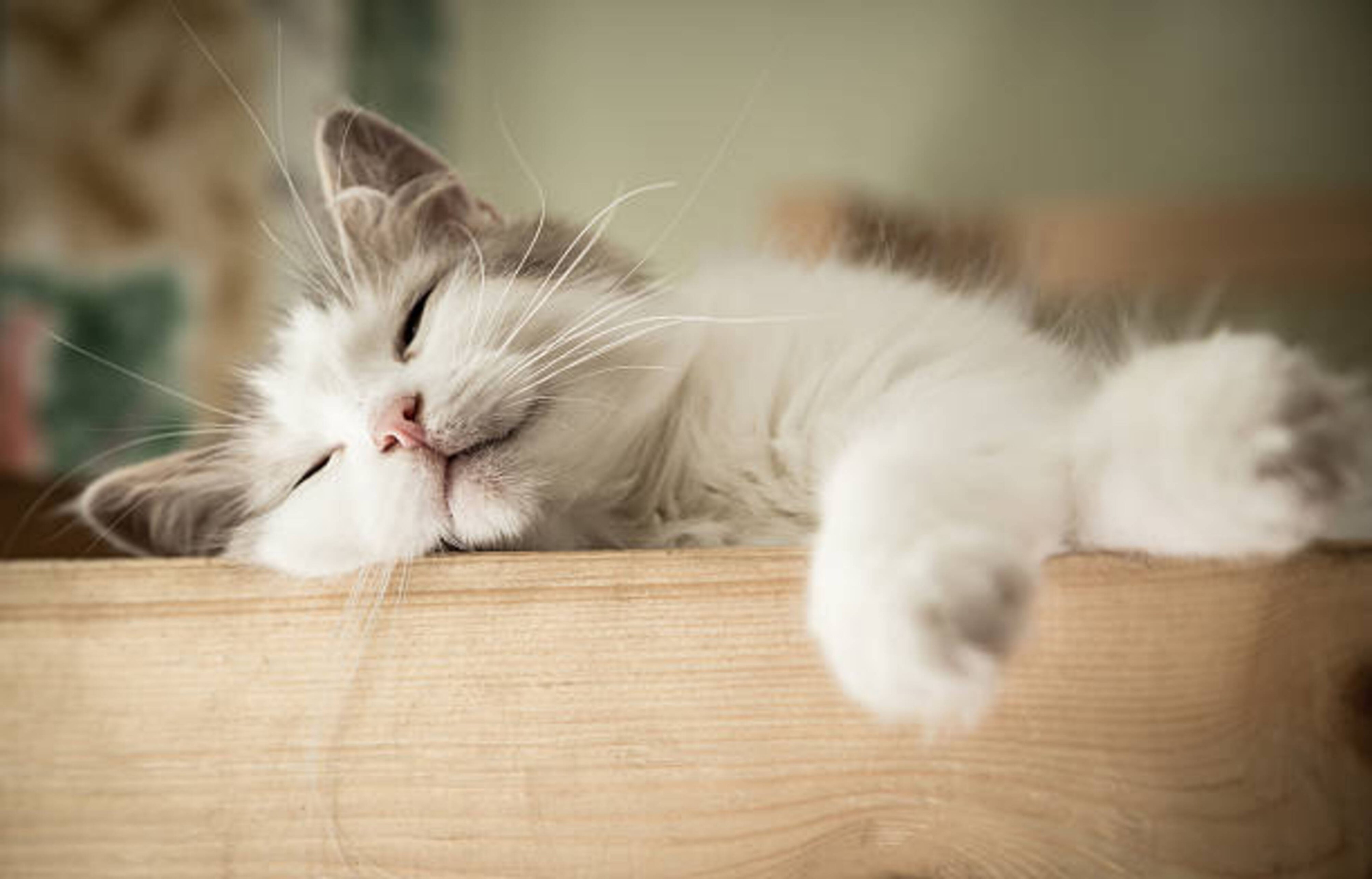Pourquoi votre chat dort autant ?