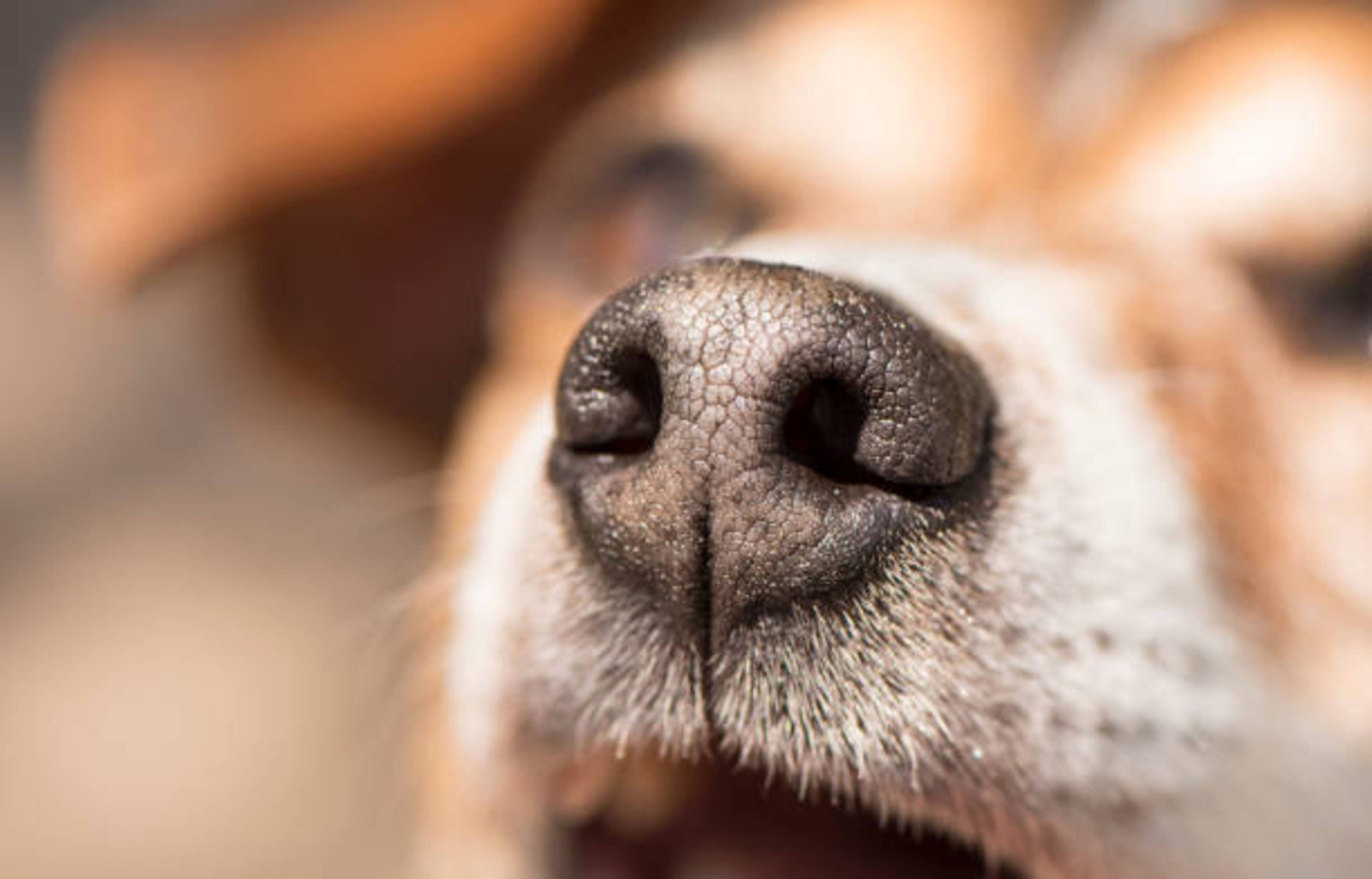 Sécheresse truffe de votre chien