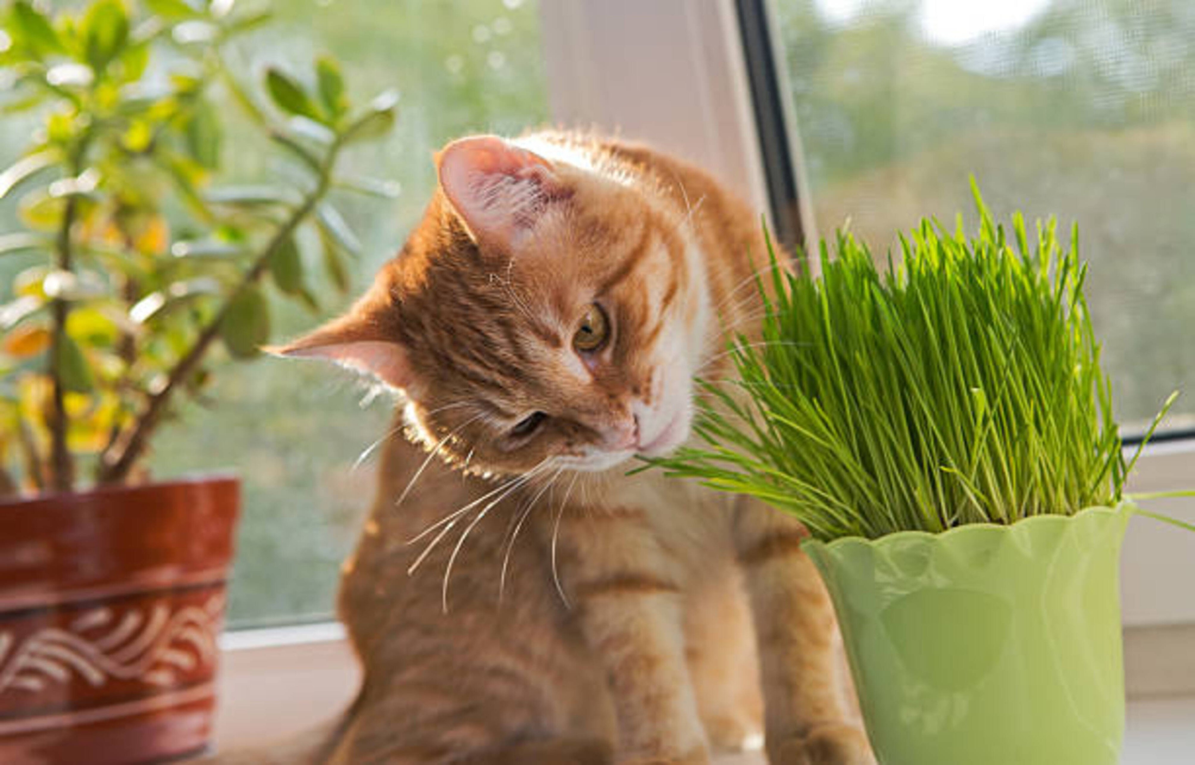 L'herbe à chat
