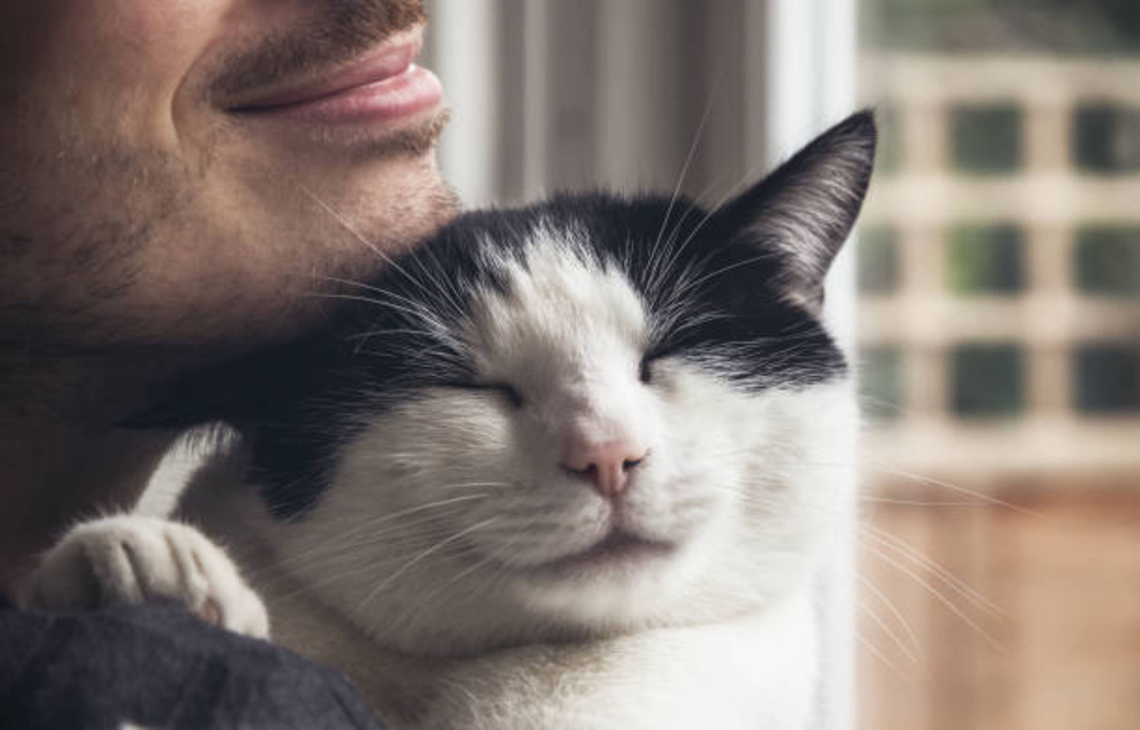 Quelle race de chat pour vous ?
