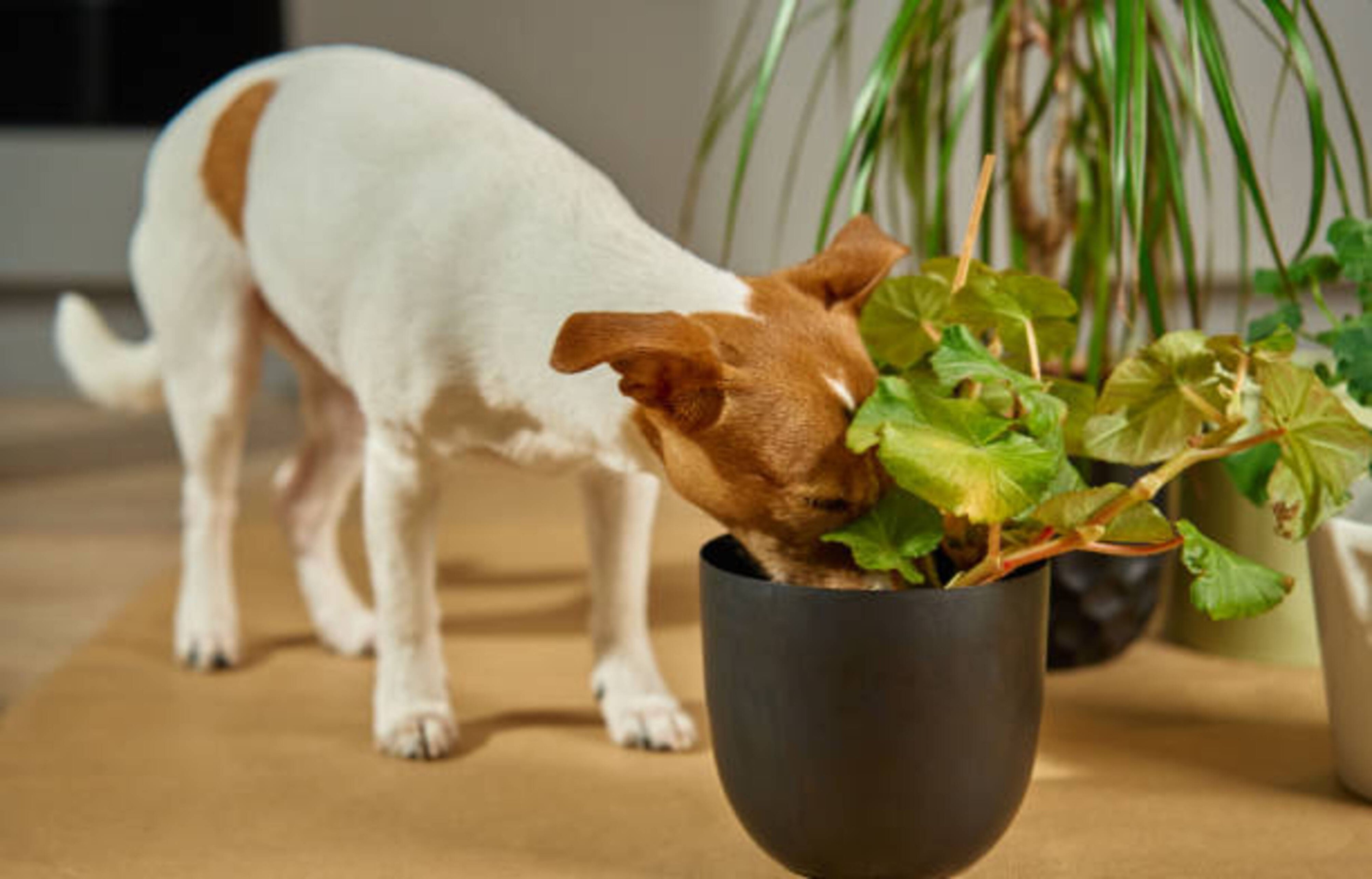 Plantes d'intérieur : quels dangers pour votre chien ?