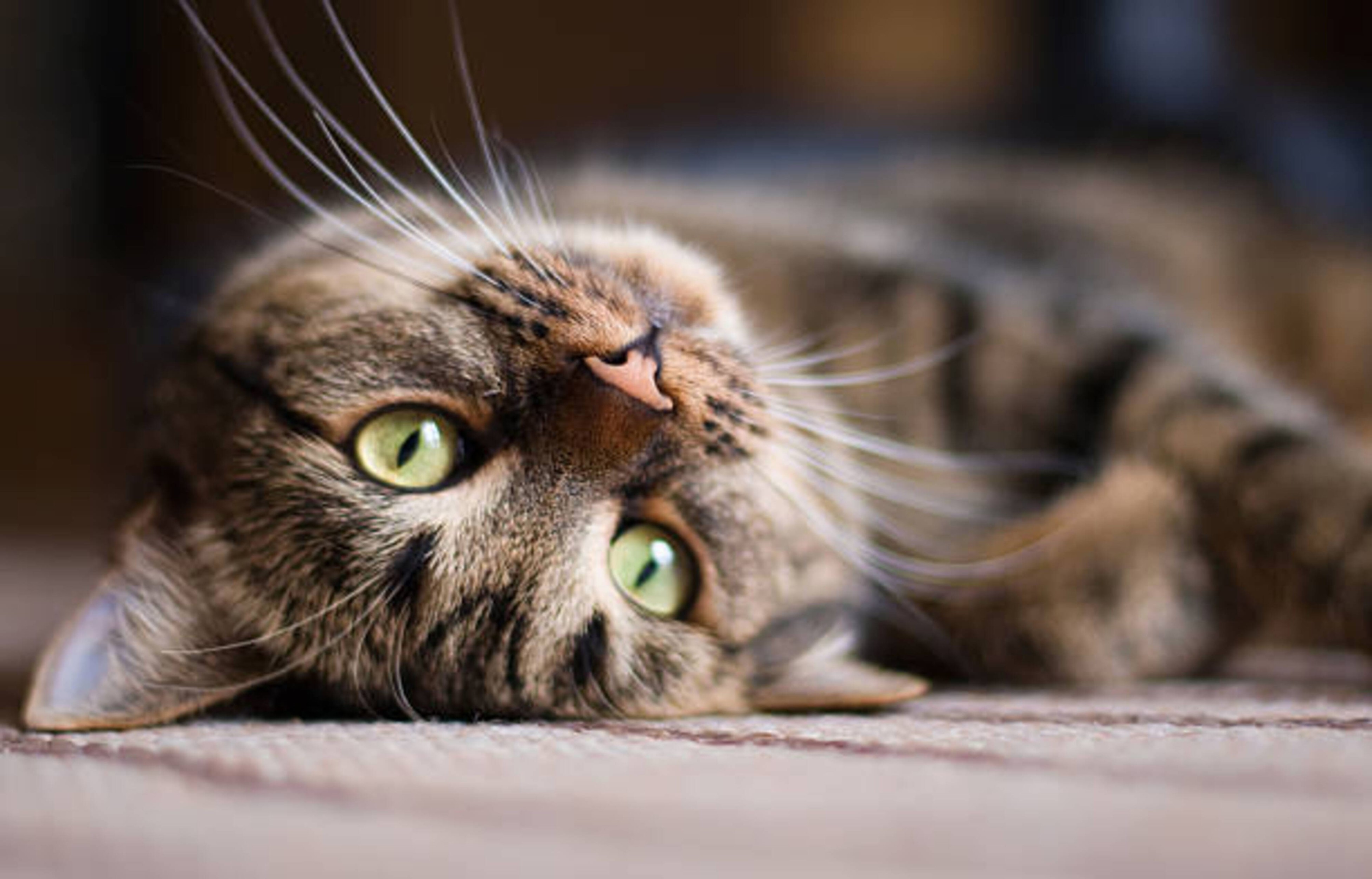 Le langage corporel de votre chat