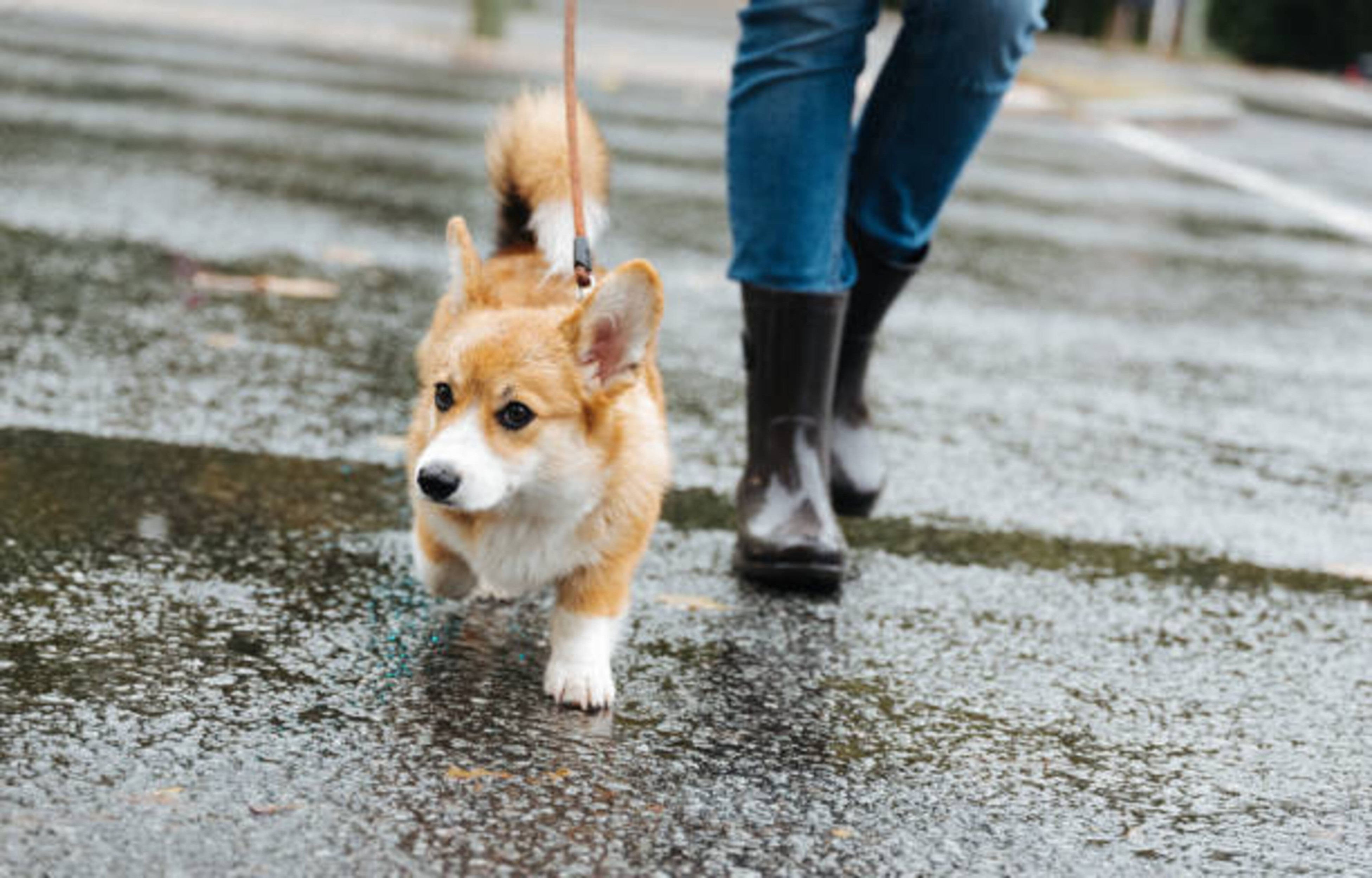 Promener votre chien sous la pluie : notre guide complet