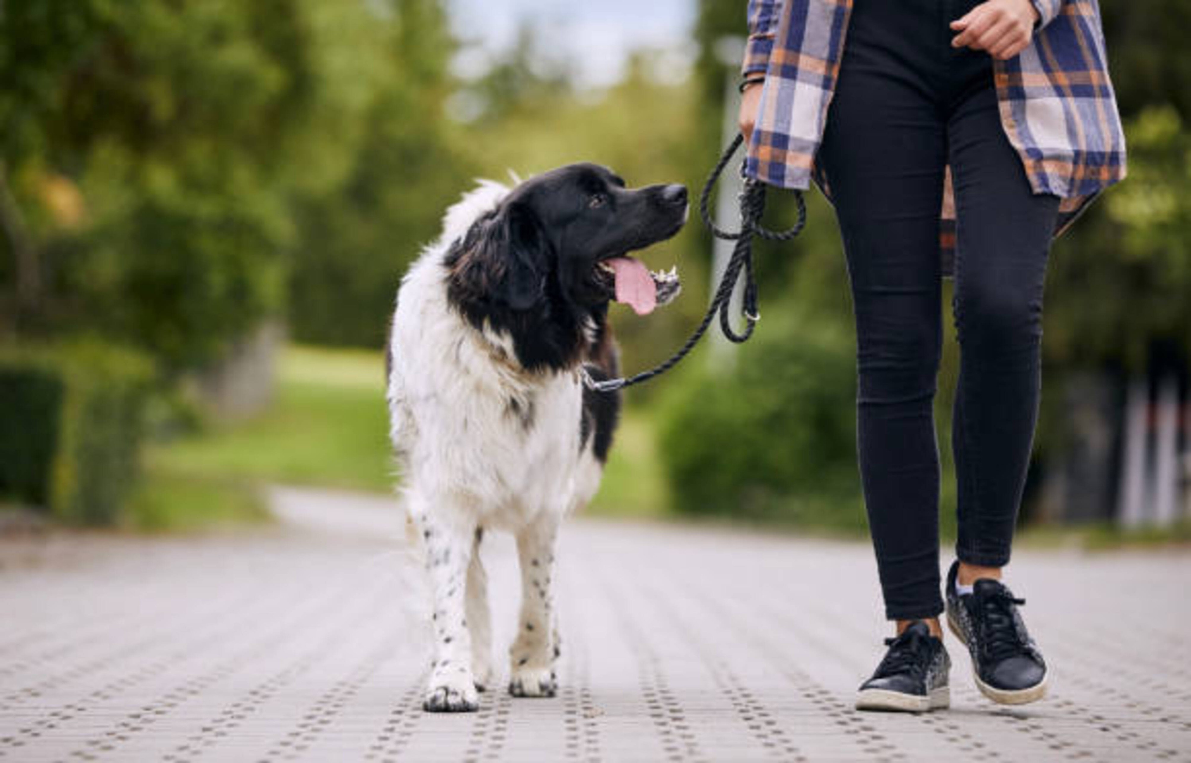 Promenade avec votre chien : comprendre et améliorer son comportement