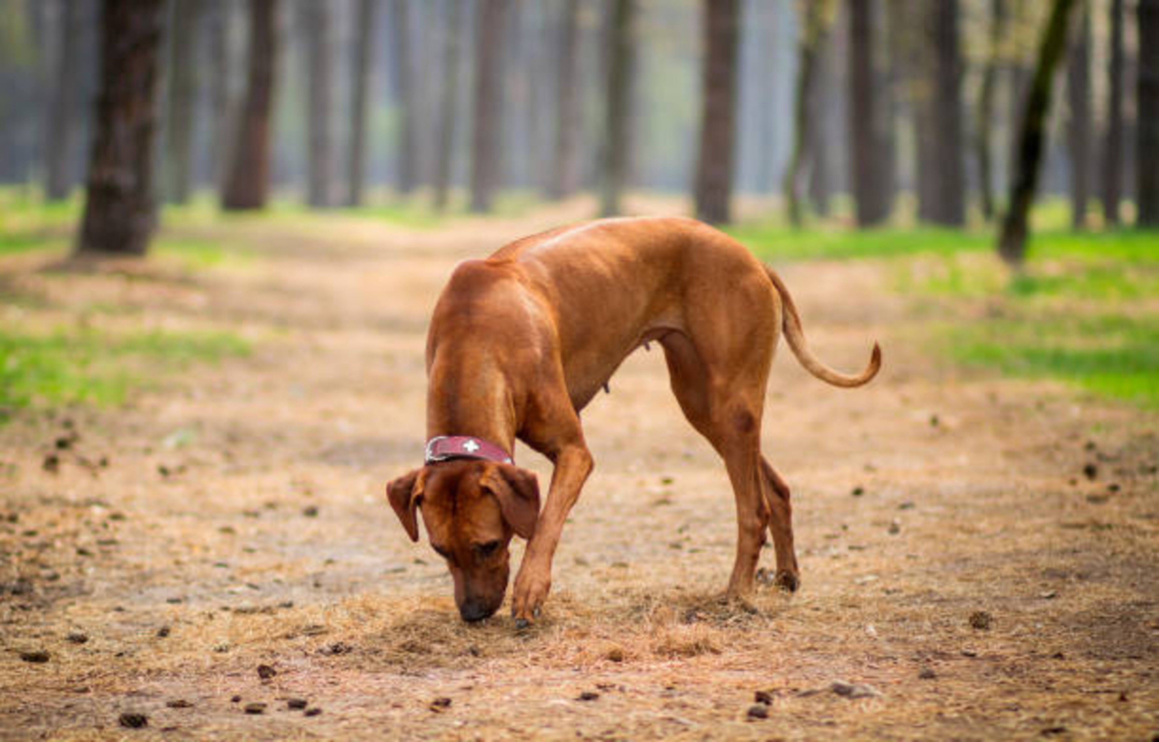 Les dangers des chenilles processionnaires pour votre chien