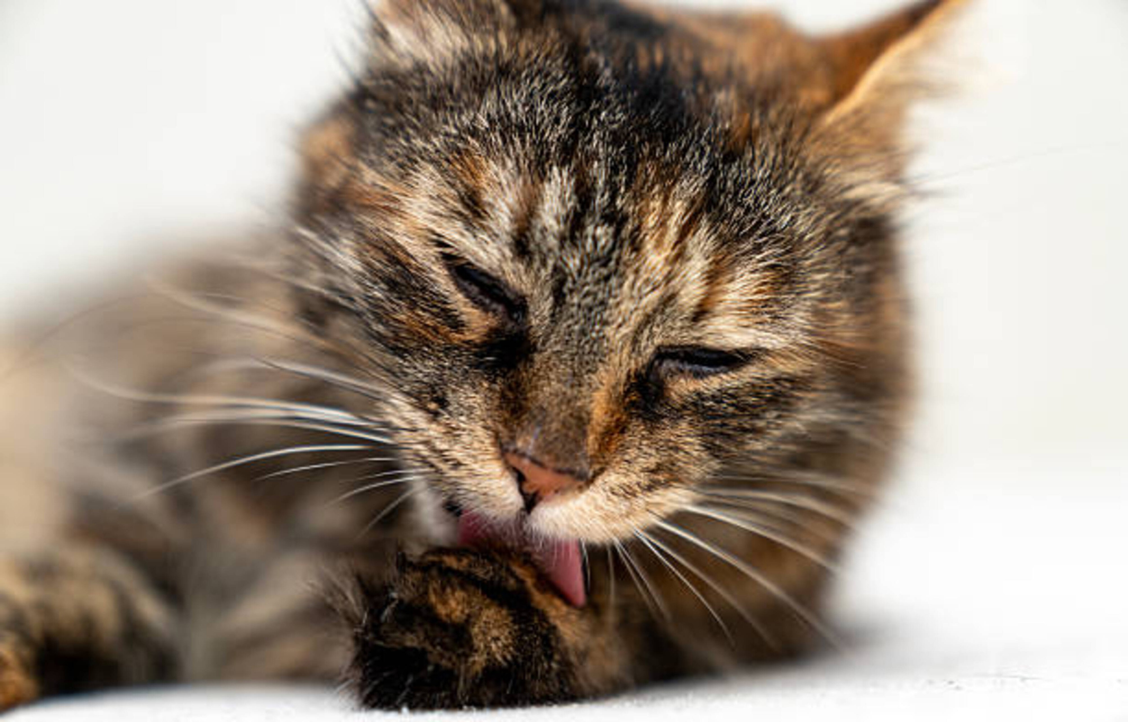 Chat et boules de poils : comment les prévenir et les traiter ?