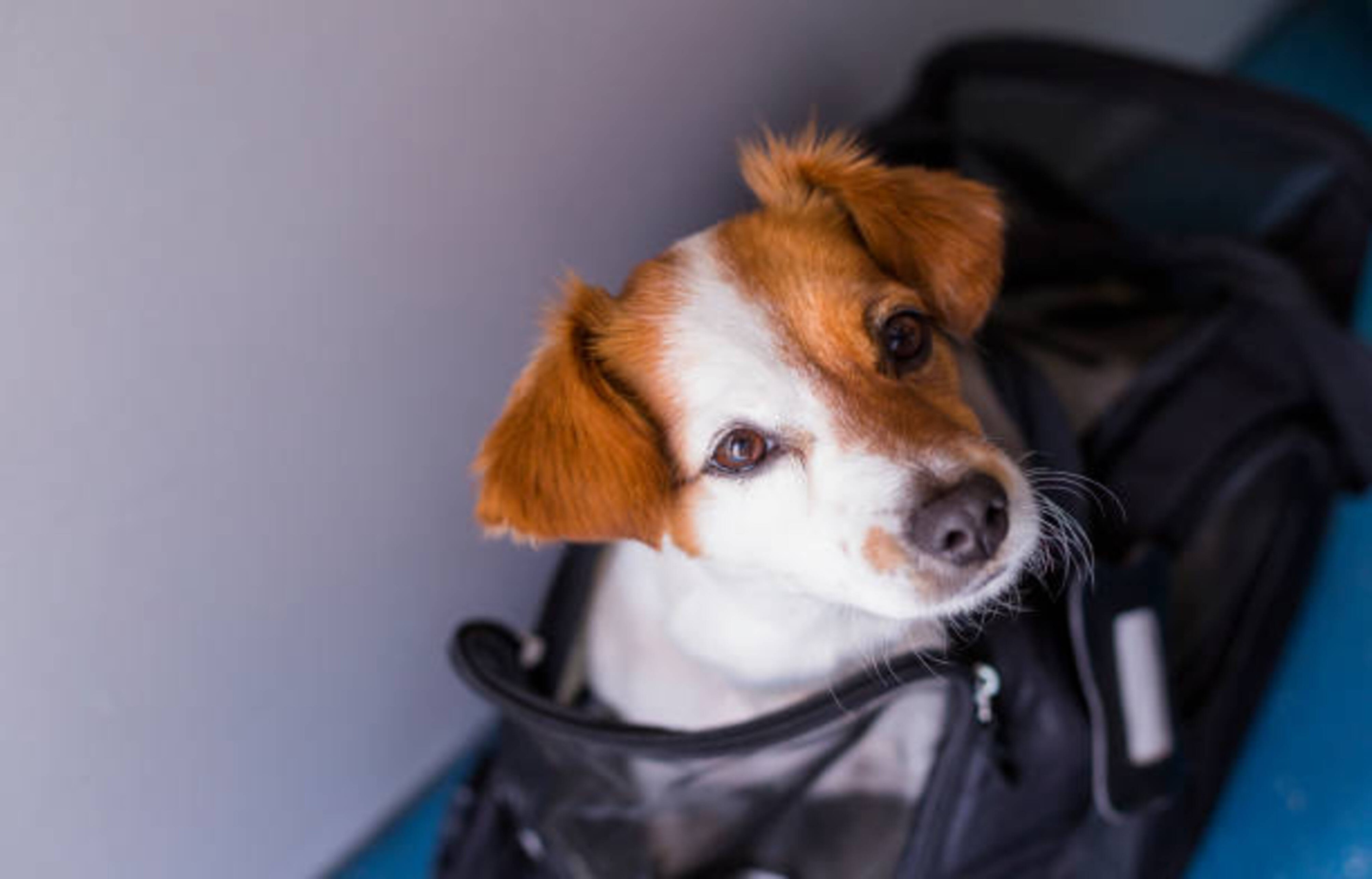 Comment bien choisir le sac de transport de votre chien ?