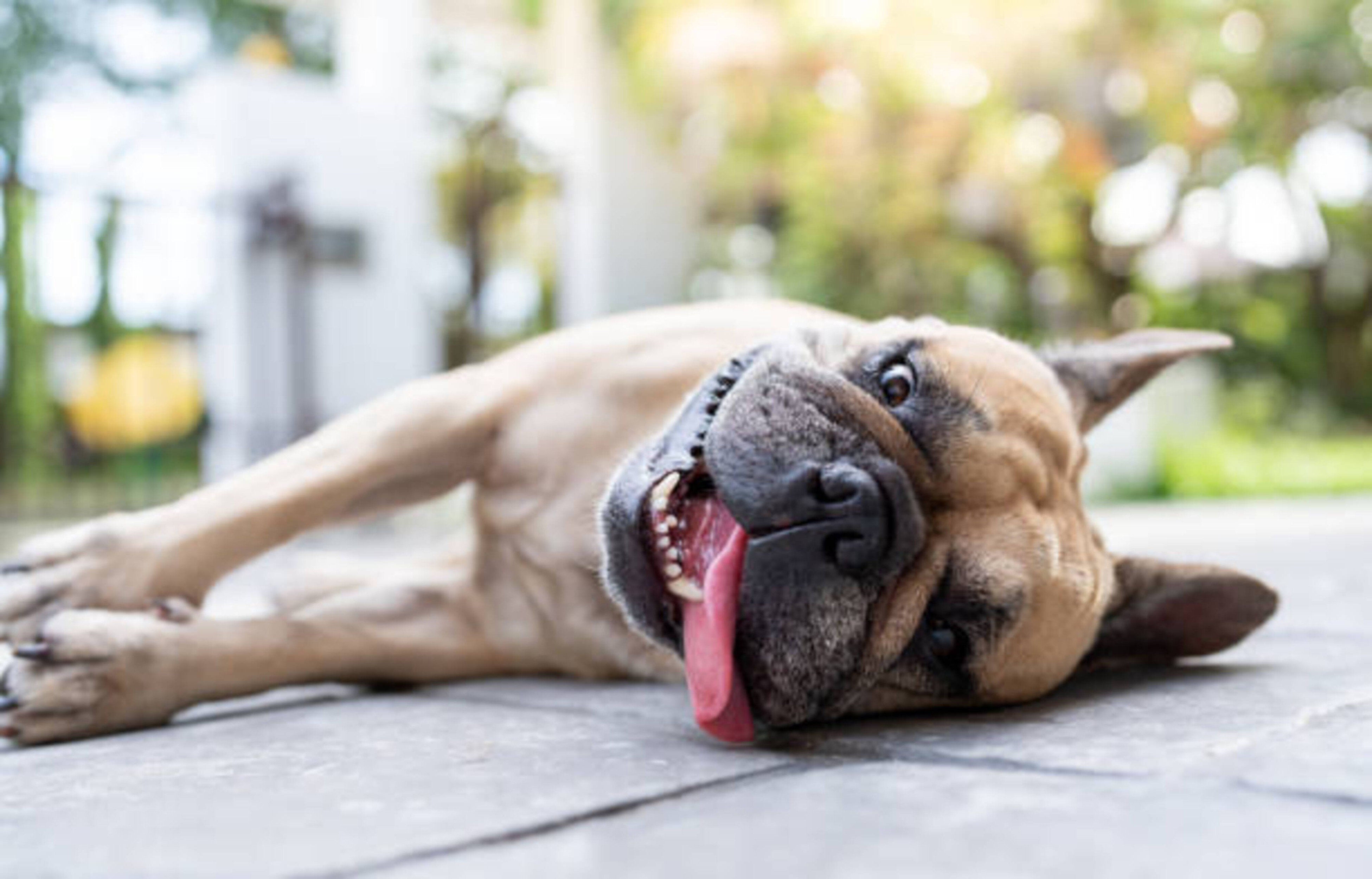 Coup de chaleur chez votre chien : comment le reconnaître et l'éviter ?