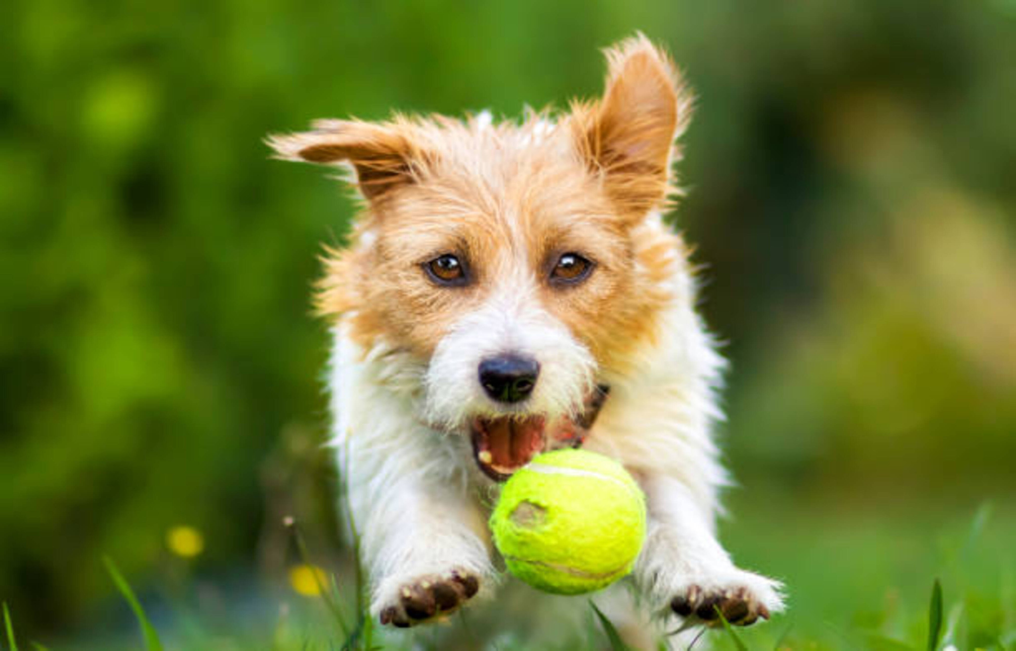 Jouer dehors avec votre chien : tout ce qu'il faut prévoir
