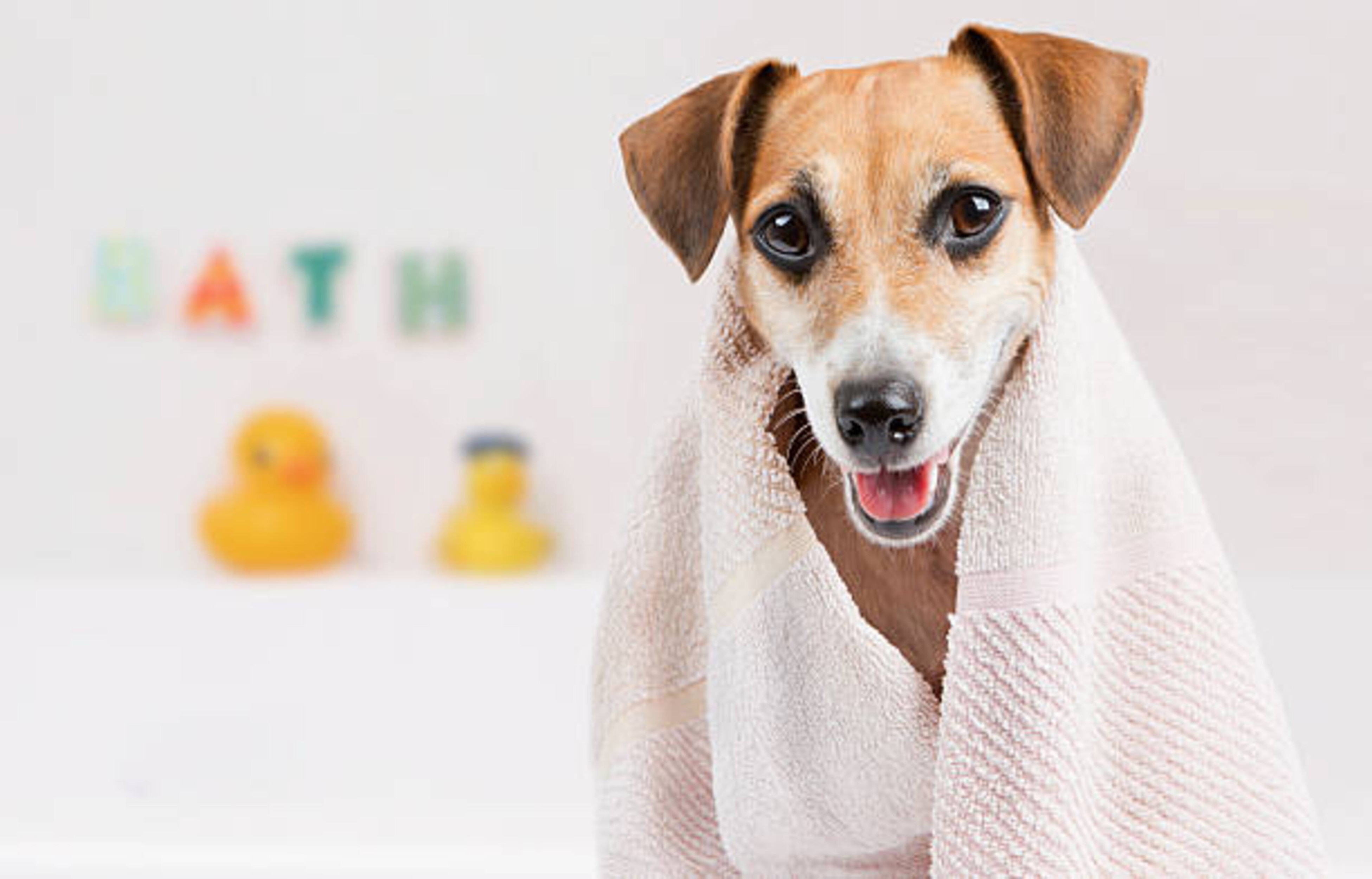Hygiène du chien : guide complet pour prendre soin de votre compagnon