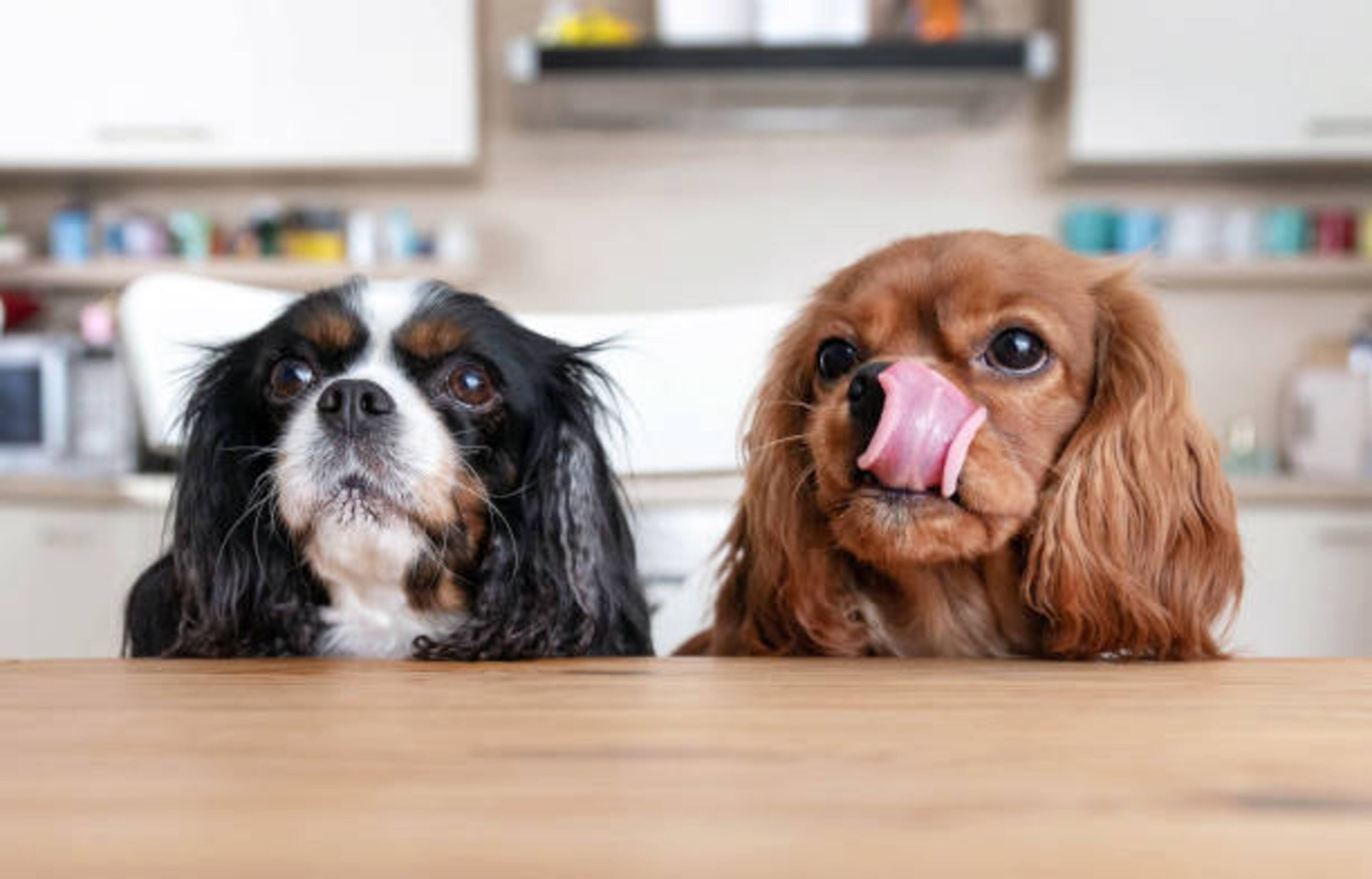 Alimentation chien : guide complet pour bien nourrir votre compagnon
