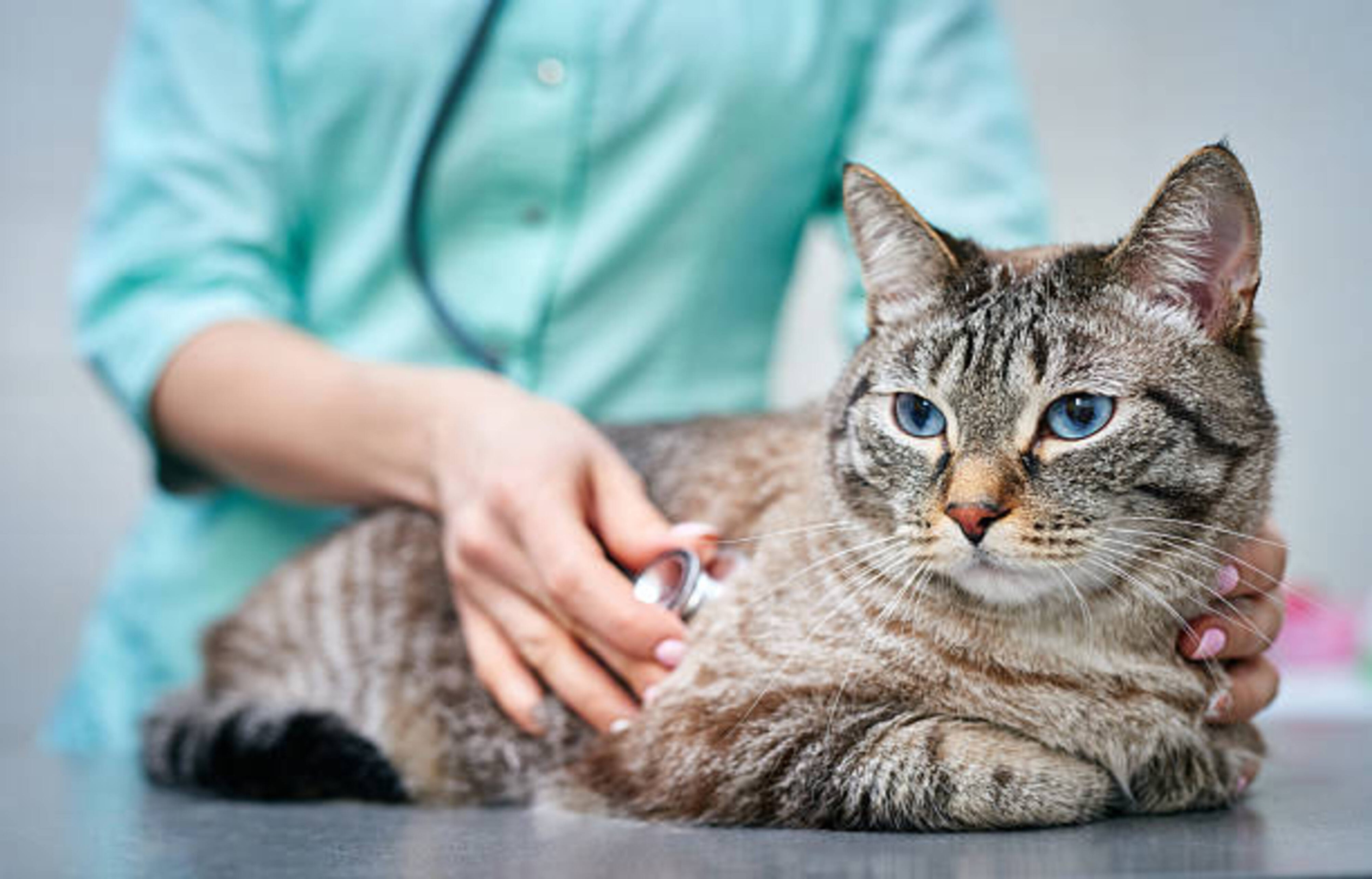 Santé et hygiène de votre chat : préserver son bien-être au quotidien