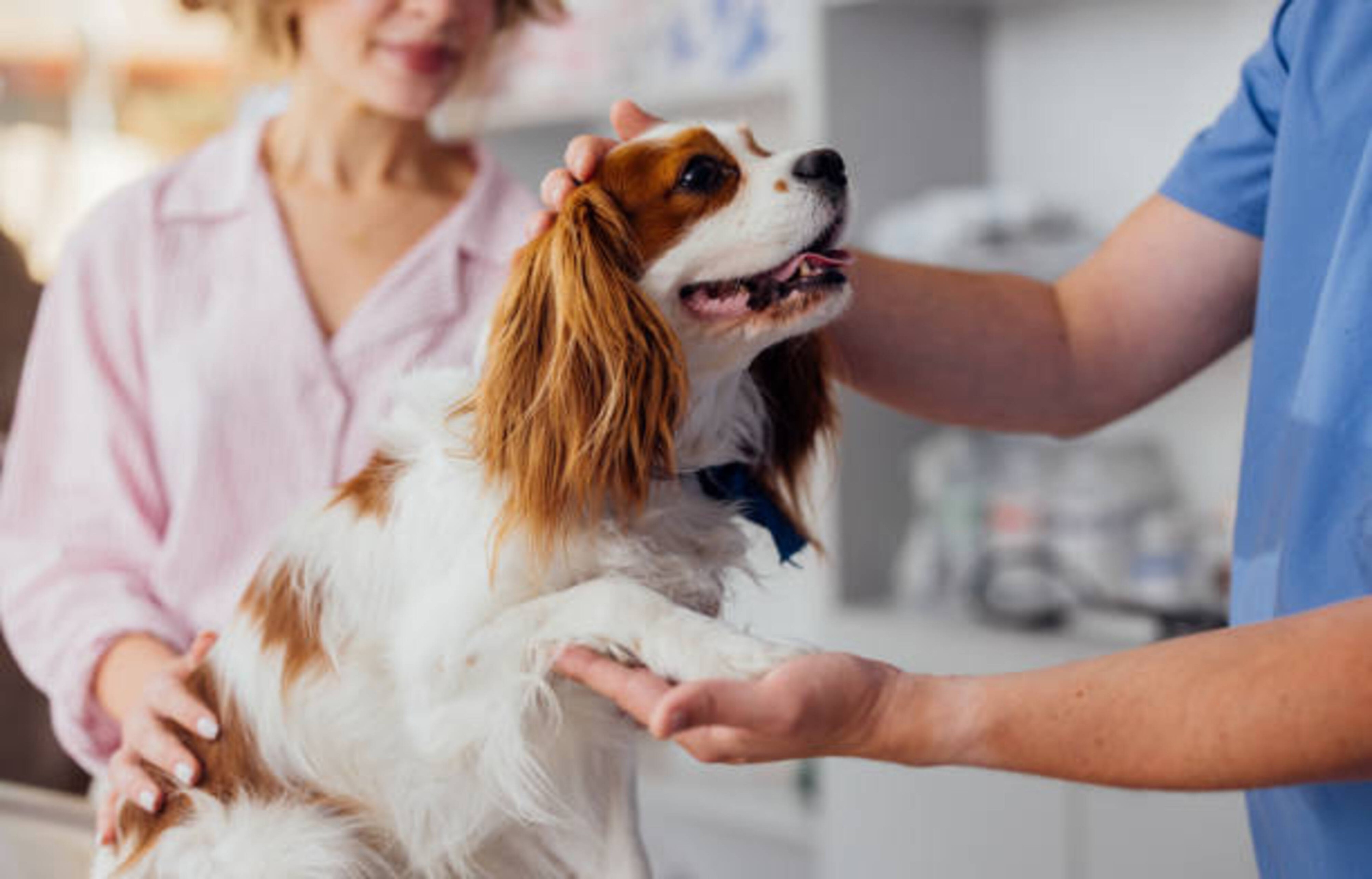 Santé du chien : conseils pour préserver son bien-être