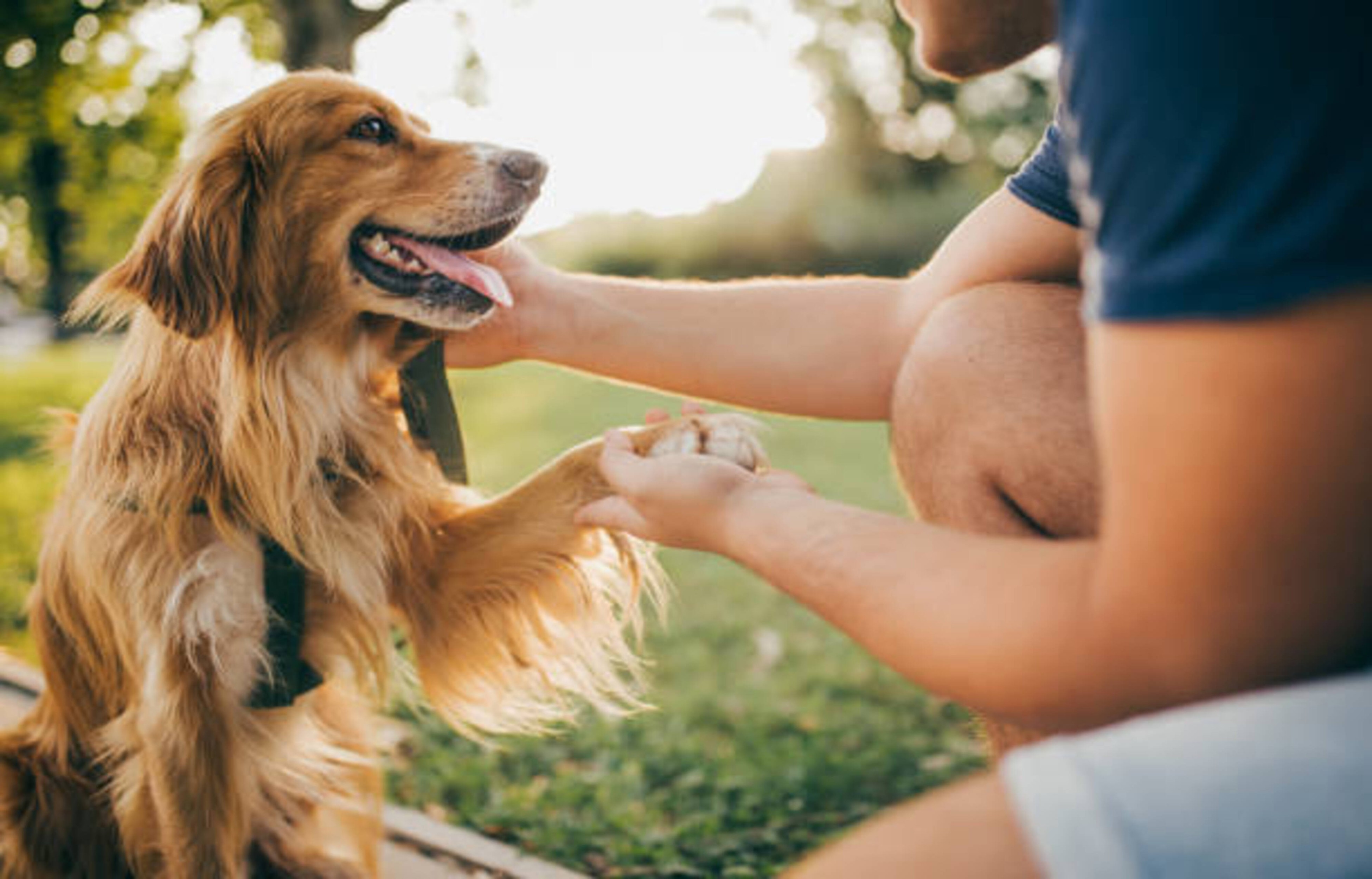 Comportement et bien-être du chien : améliorer son quotidien