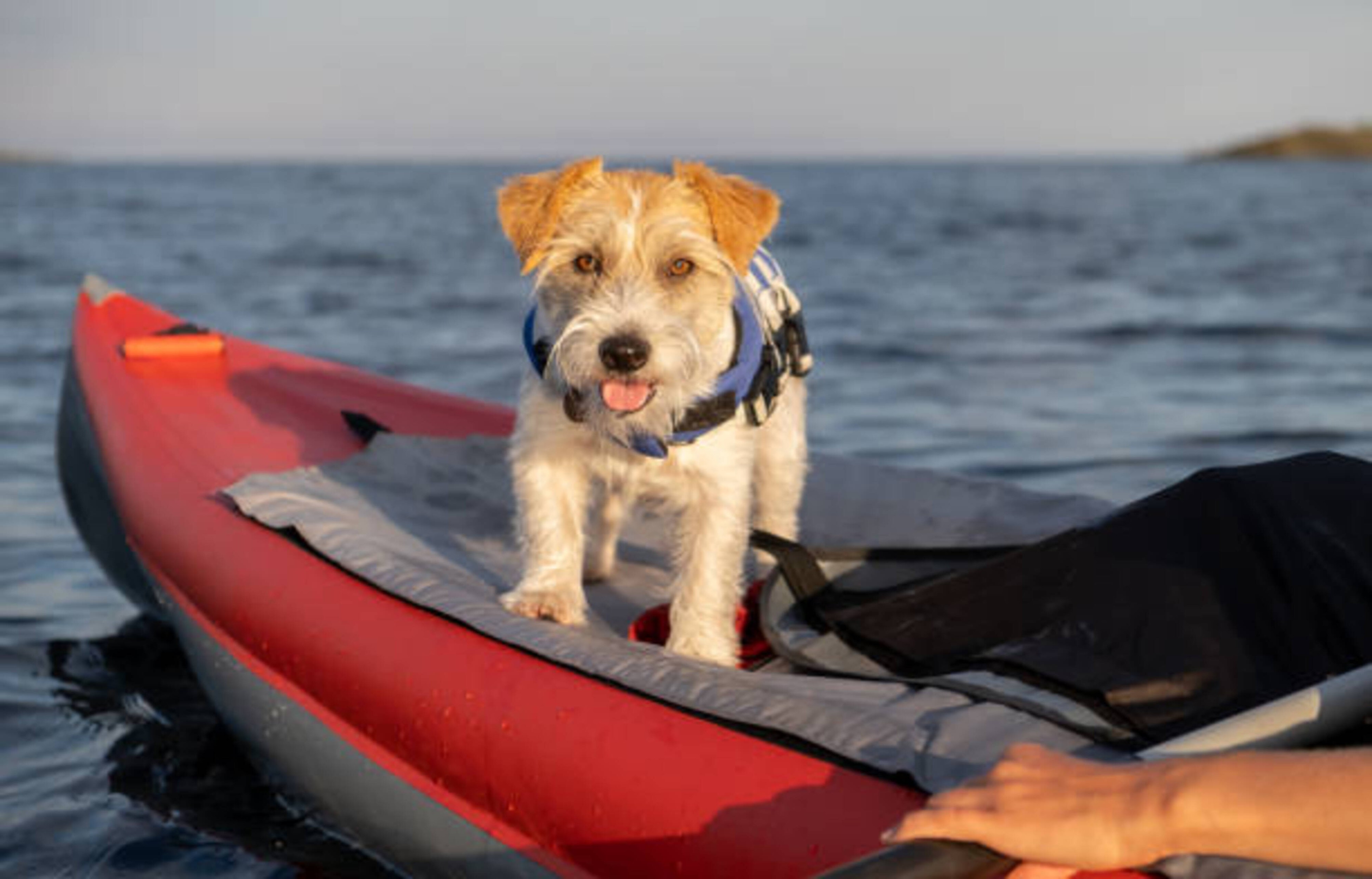 Activités aquatiques avec votre chien en toute sécurité