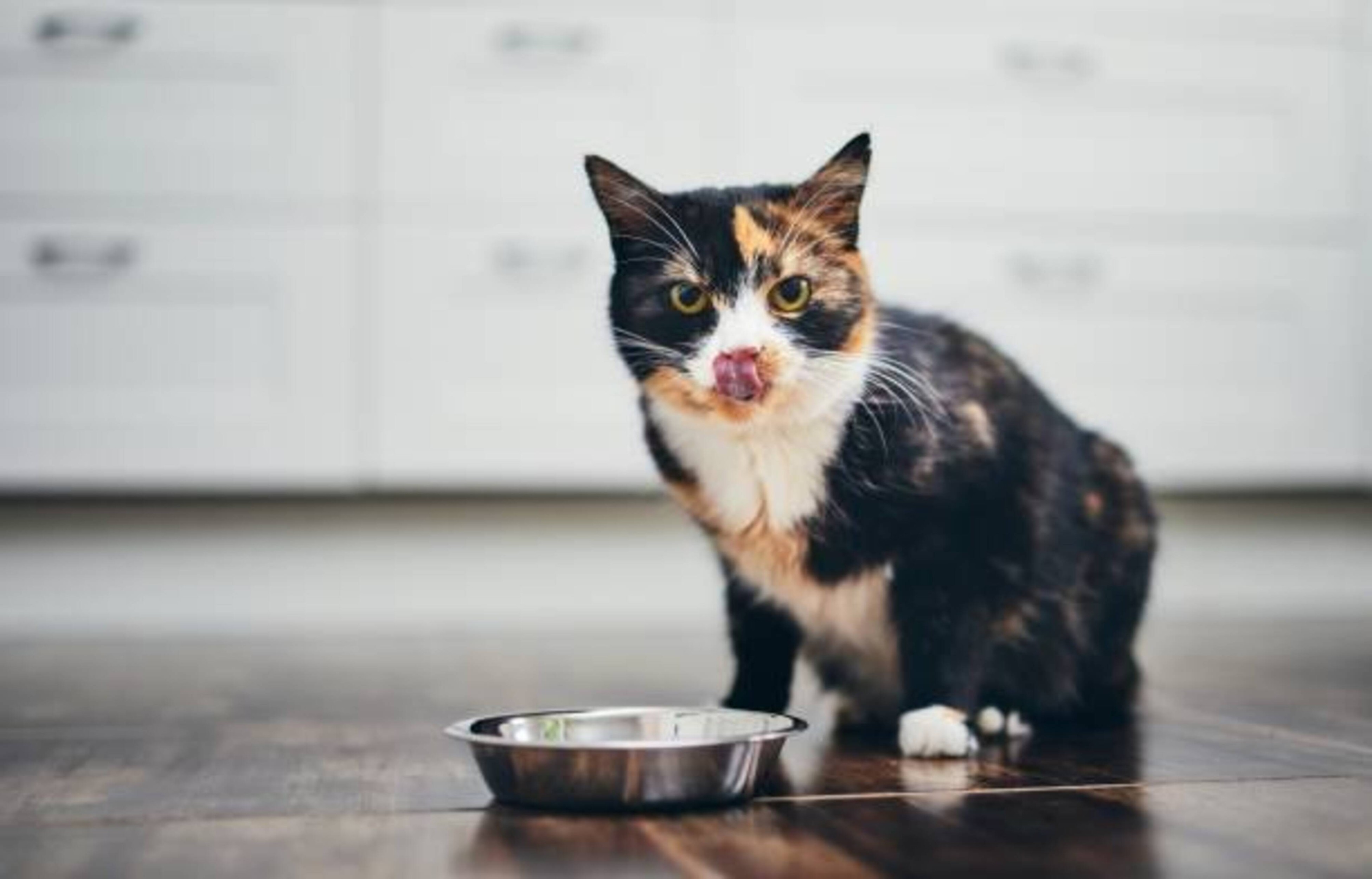 Les 10 erreurs les plus fréquentes dans l'alimentation de votre chat