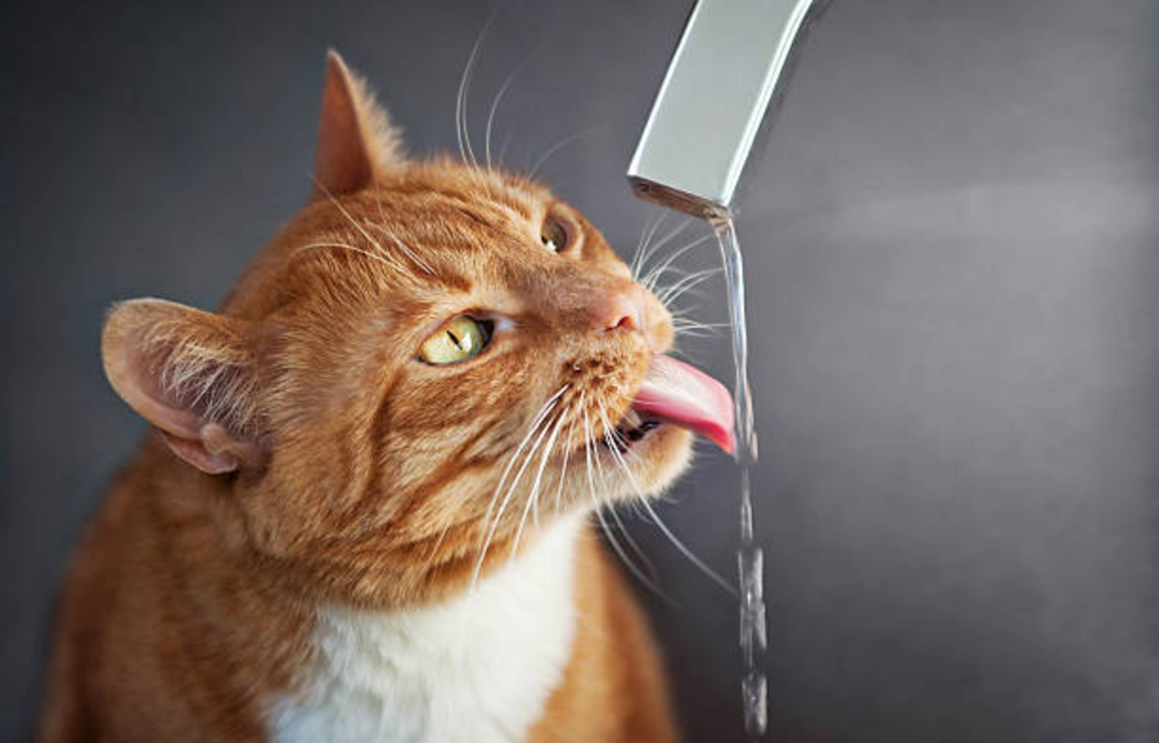Déshydratation de votre chat : causes et solutions