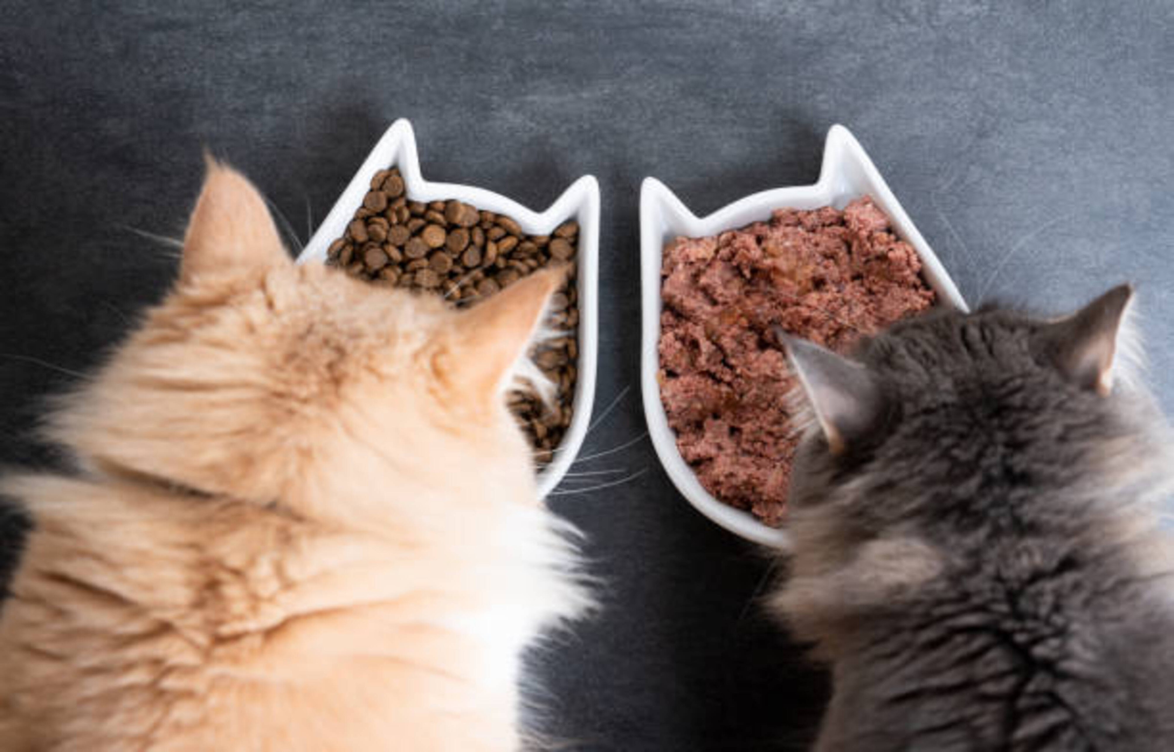 Alimentation chat : comprendre ses besoins et éviter les erreurs 