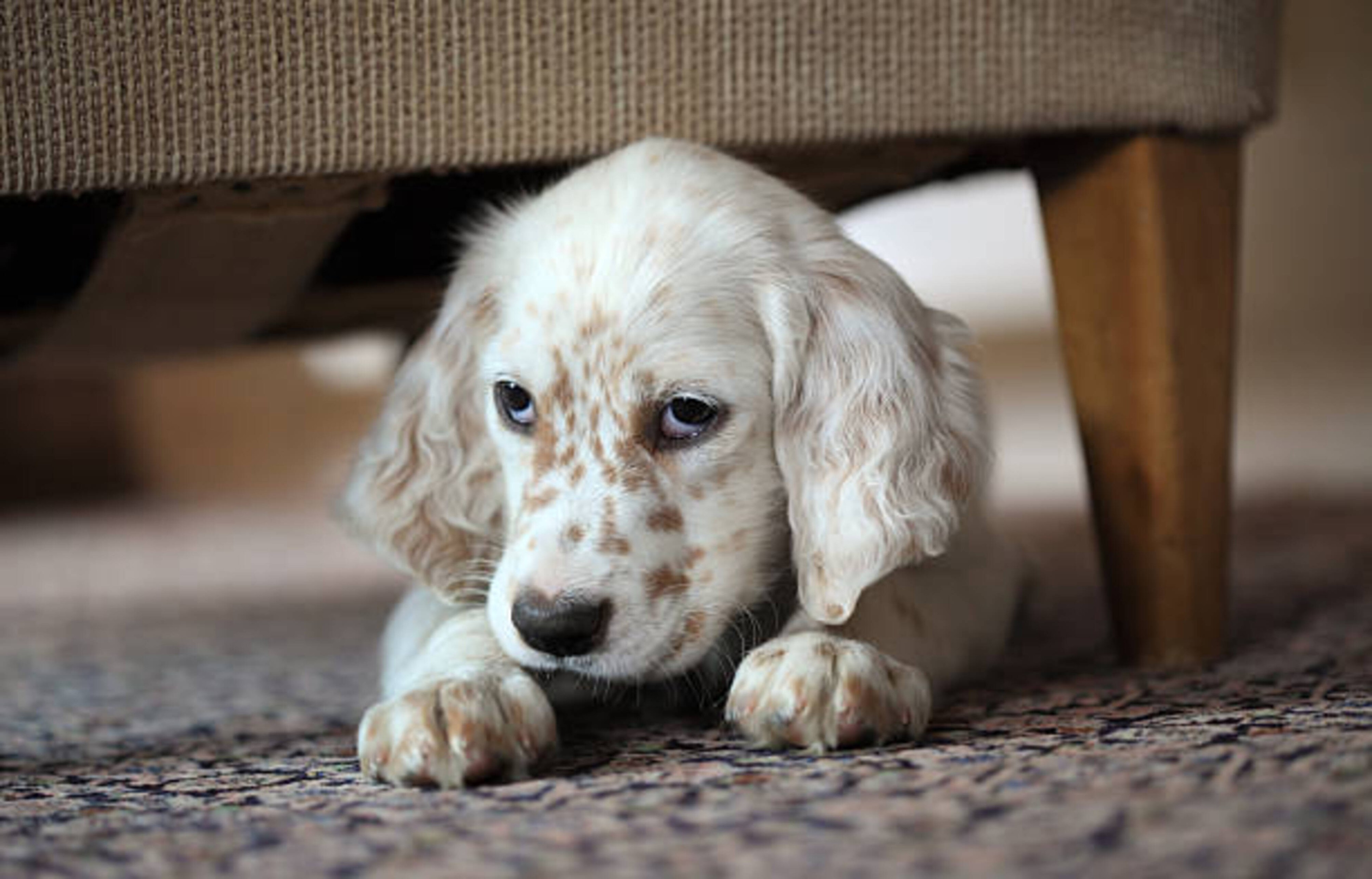 Feux d’artifice et chien : comment gérer sa peur du bruit ?