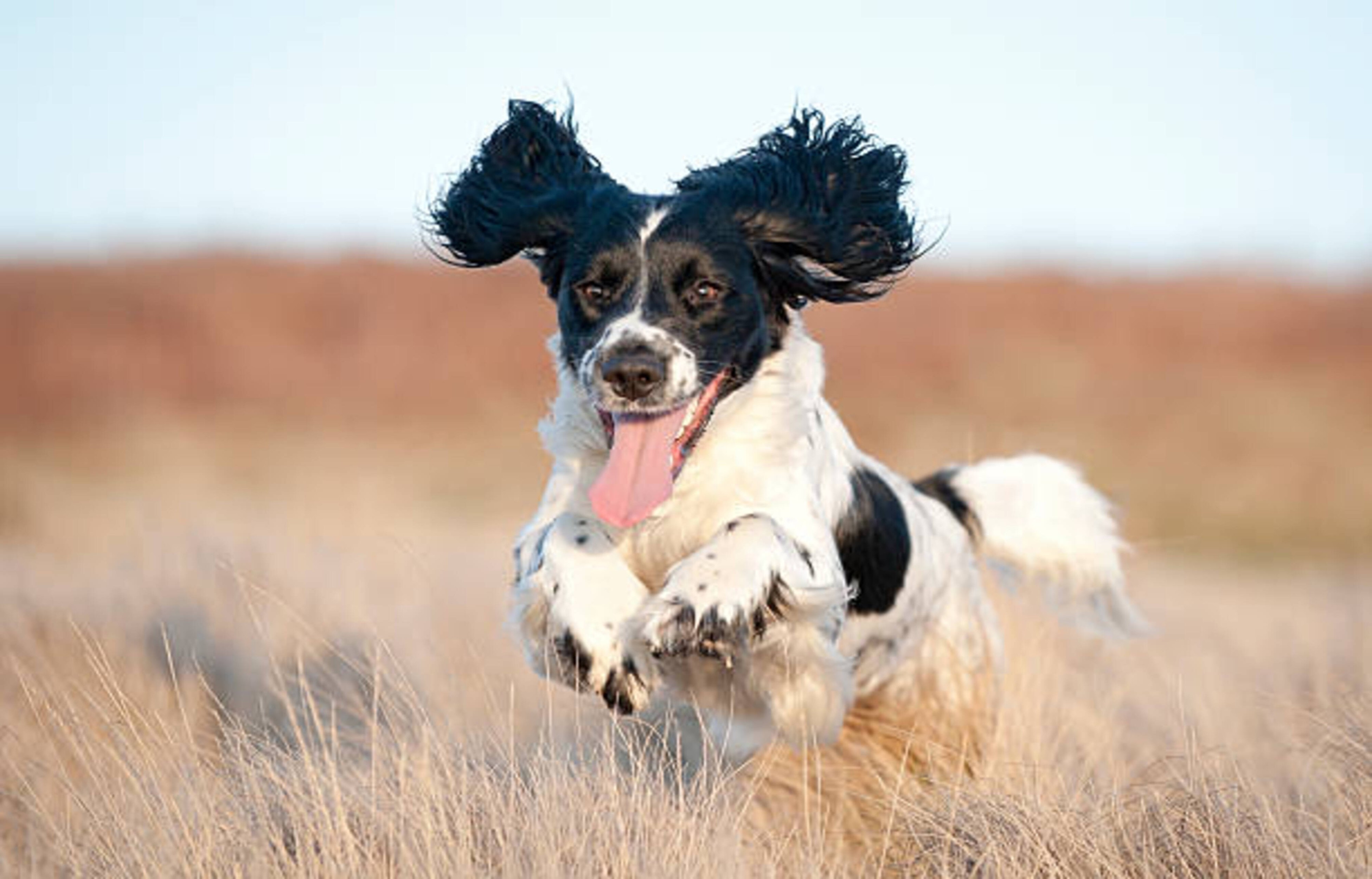 Forêt, campagne, ville : adaptez les sorties de votre chien 