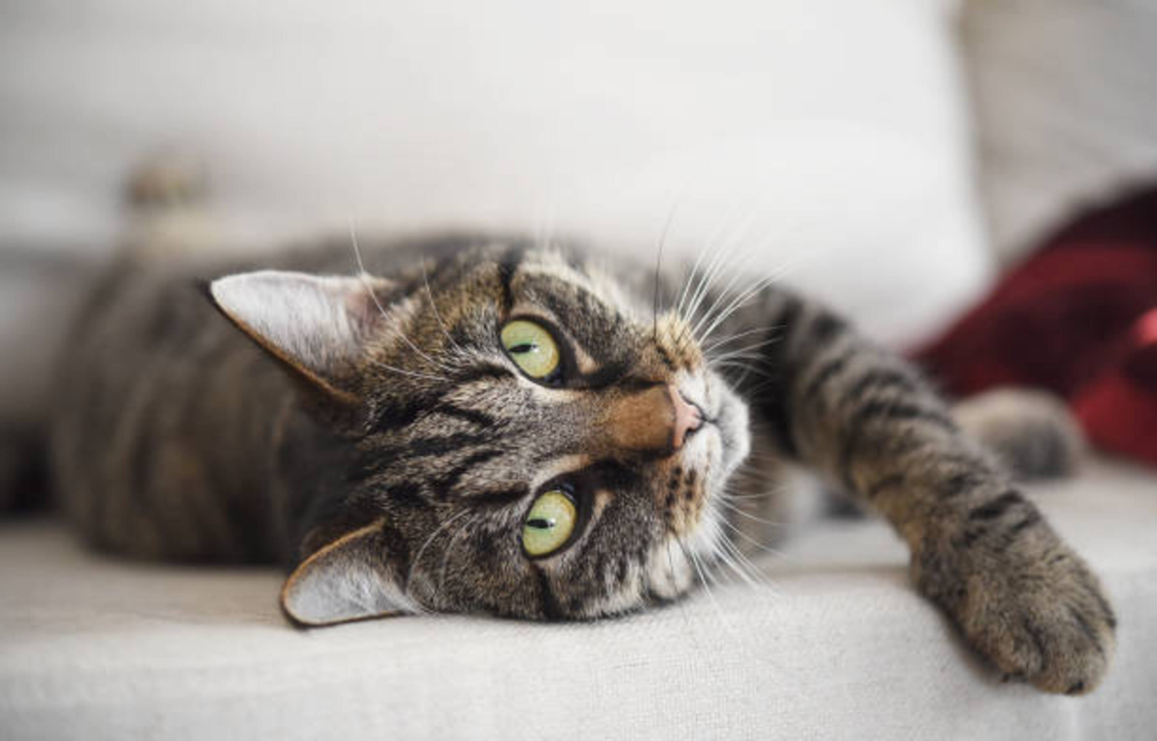 Comportement et bien-être du chat : comprendre son quotidien