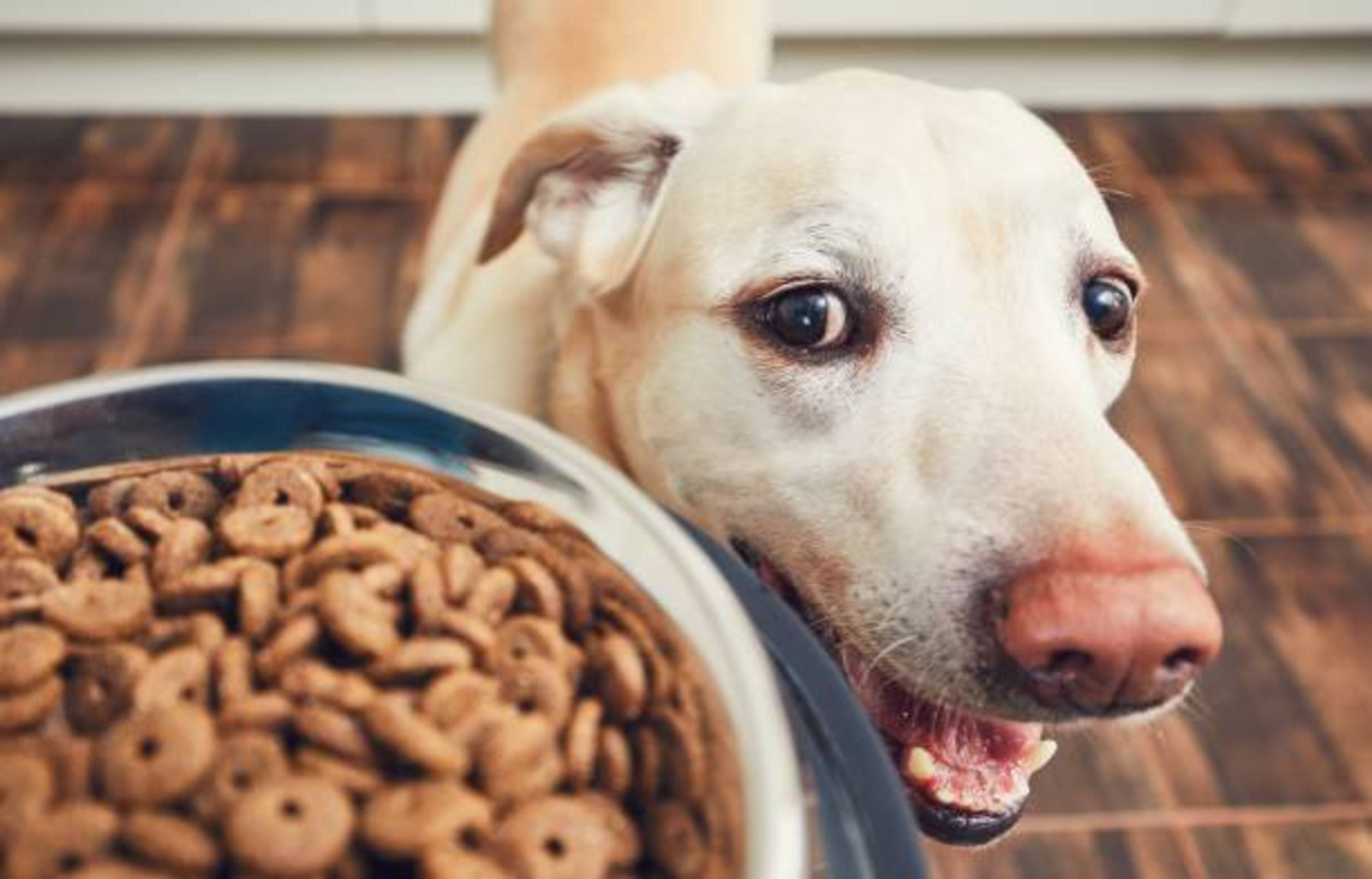 Pourquoi votre chien mange-t-il trop vite et comment l'aider ?