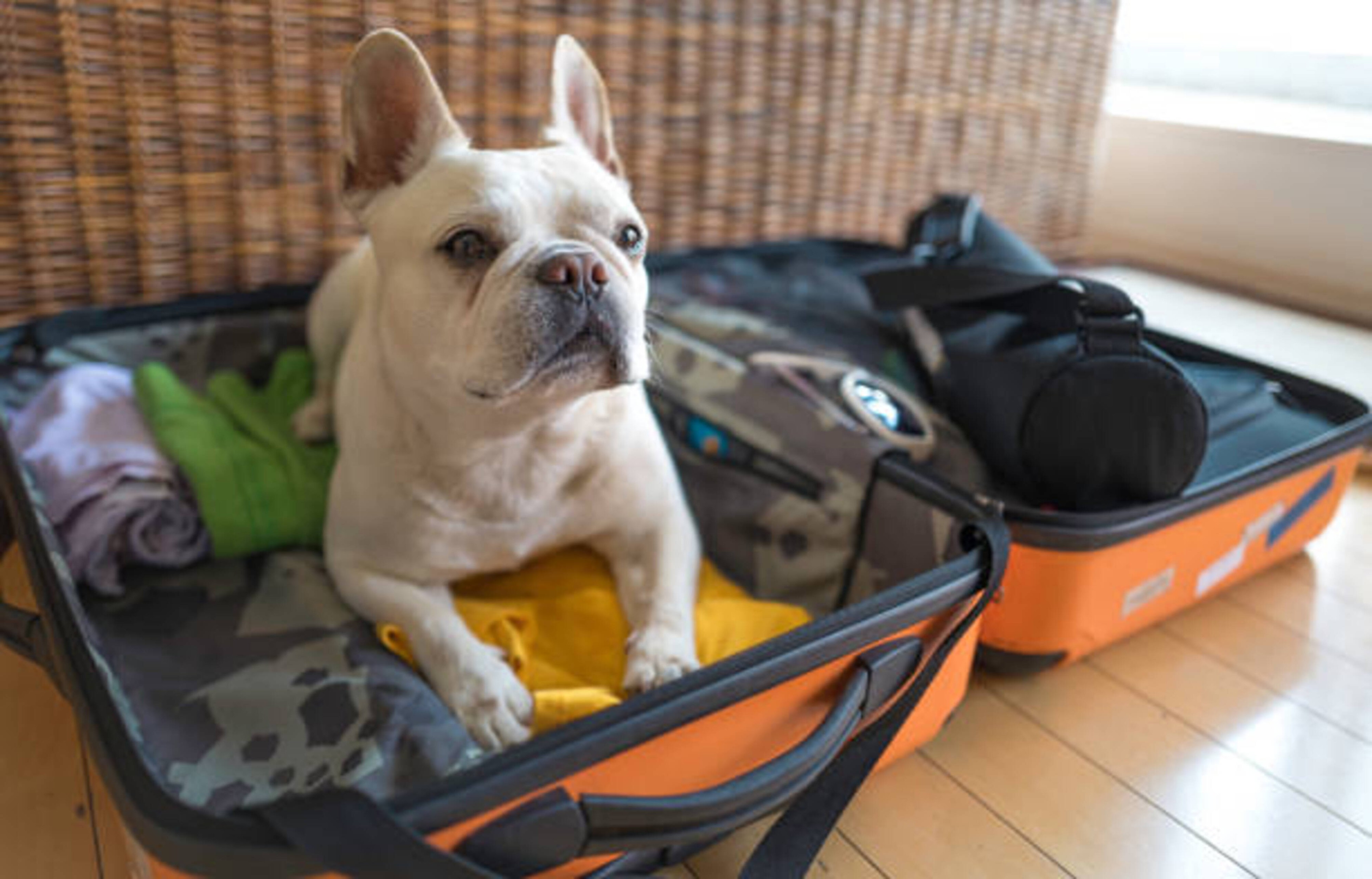 Partir en vacances avec son chien : conseils pour un séjour réussi