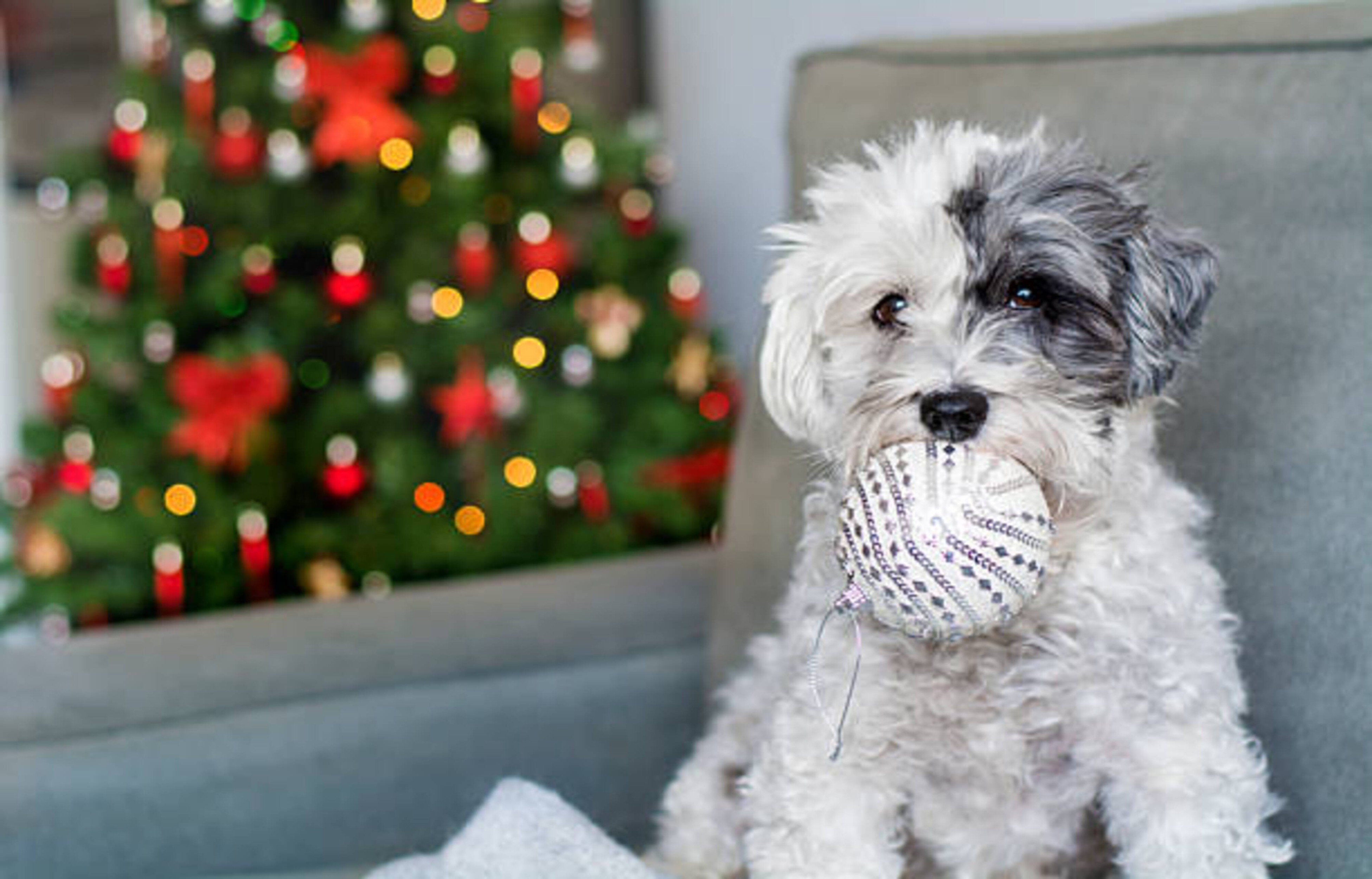 Comment protéger son chien pendant les fêtes de Noël ?