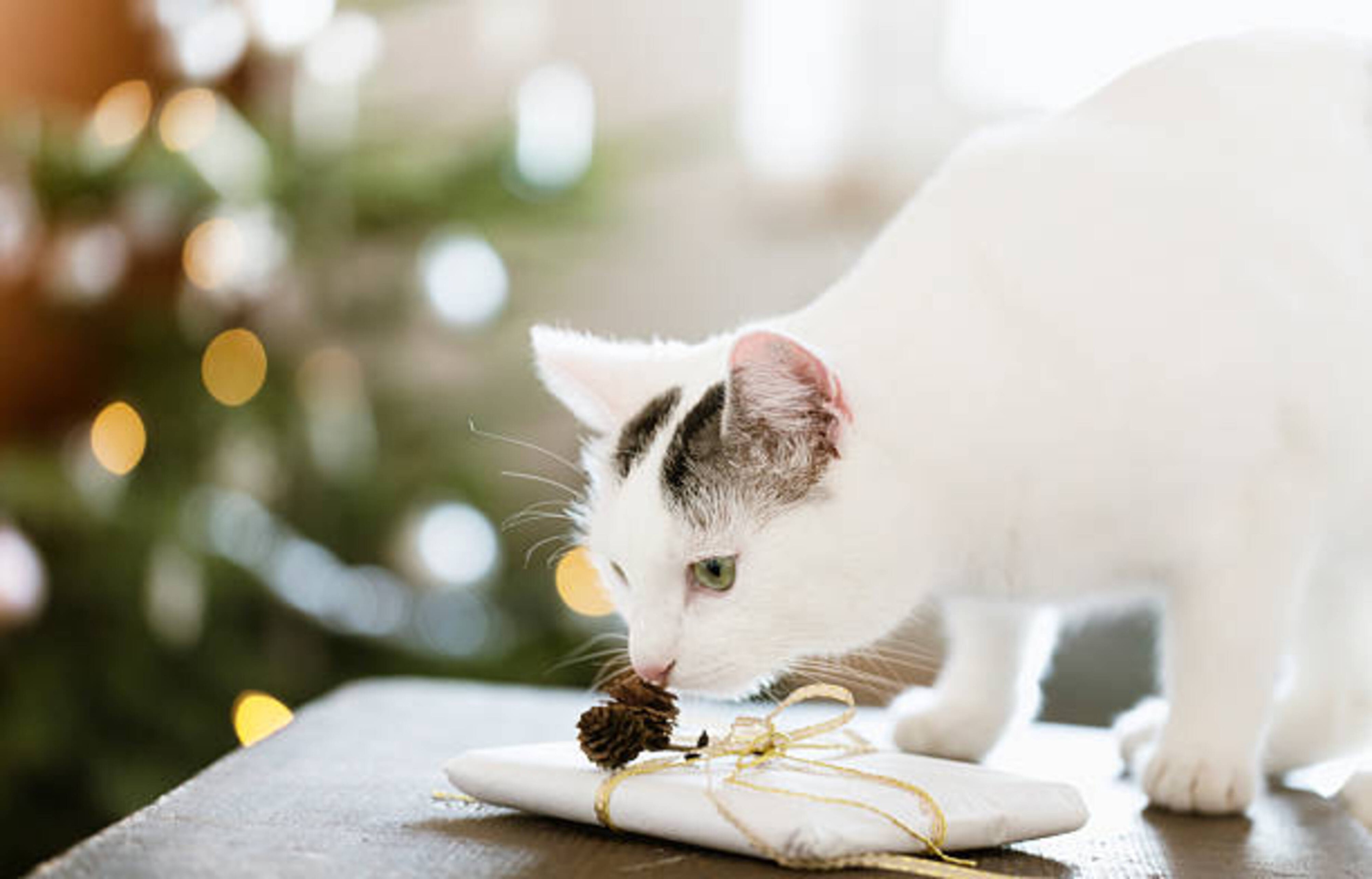 Idées de cadeaux de Noël pour chat : comment bien choisir ?