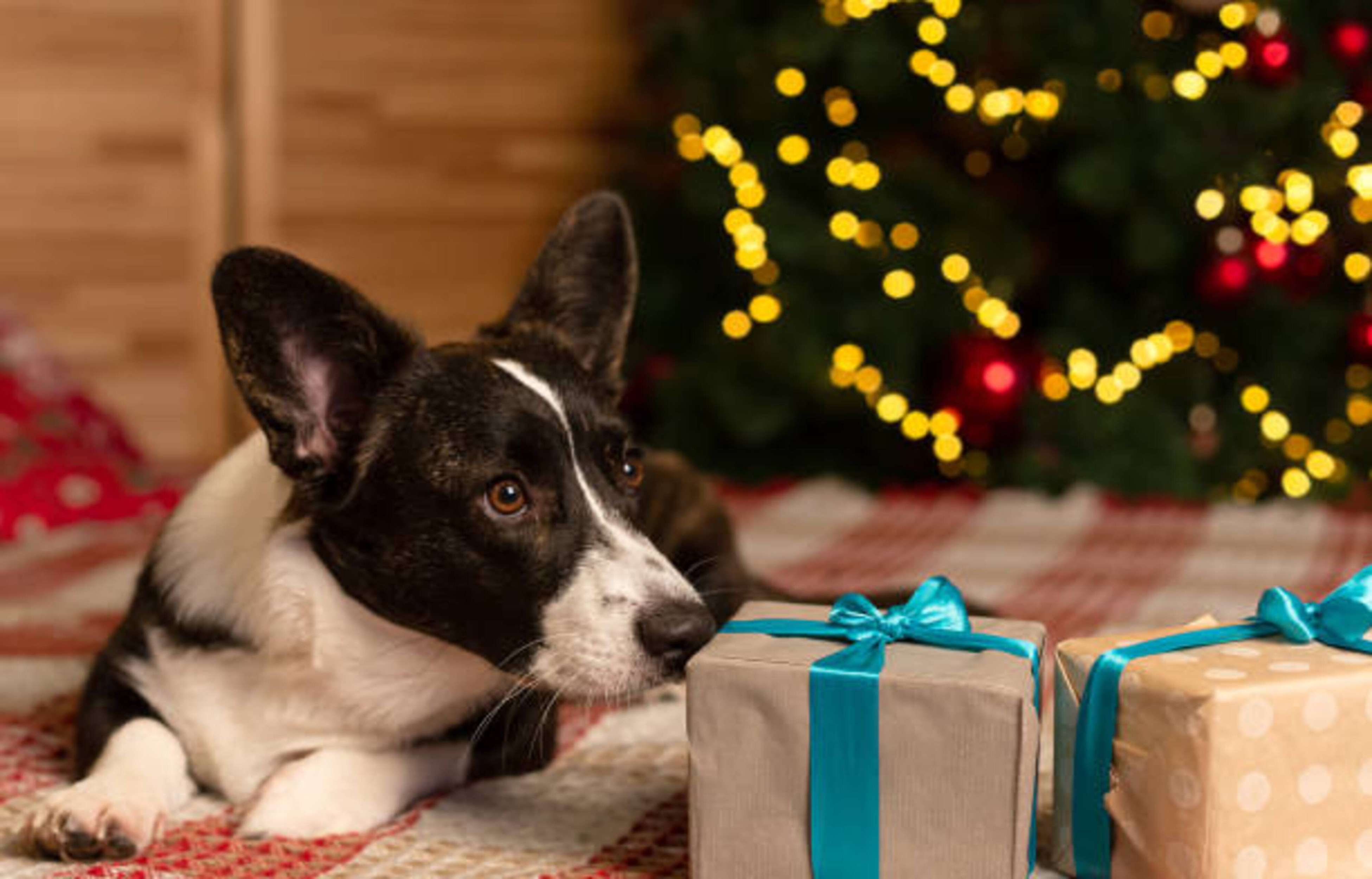 Comment choisir un cadeau de Noël pour son chien ?