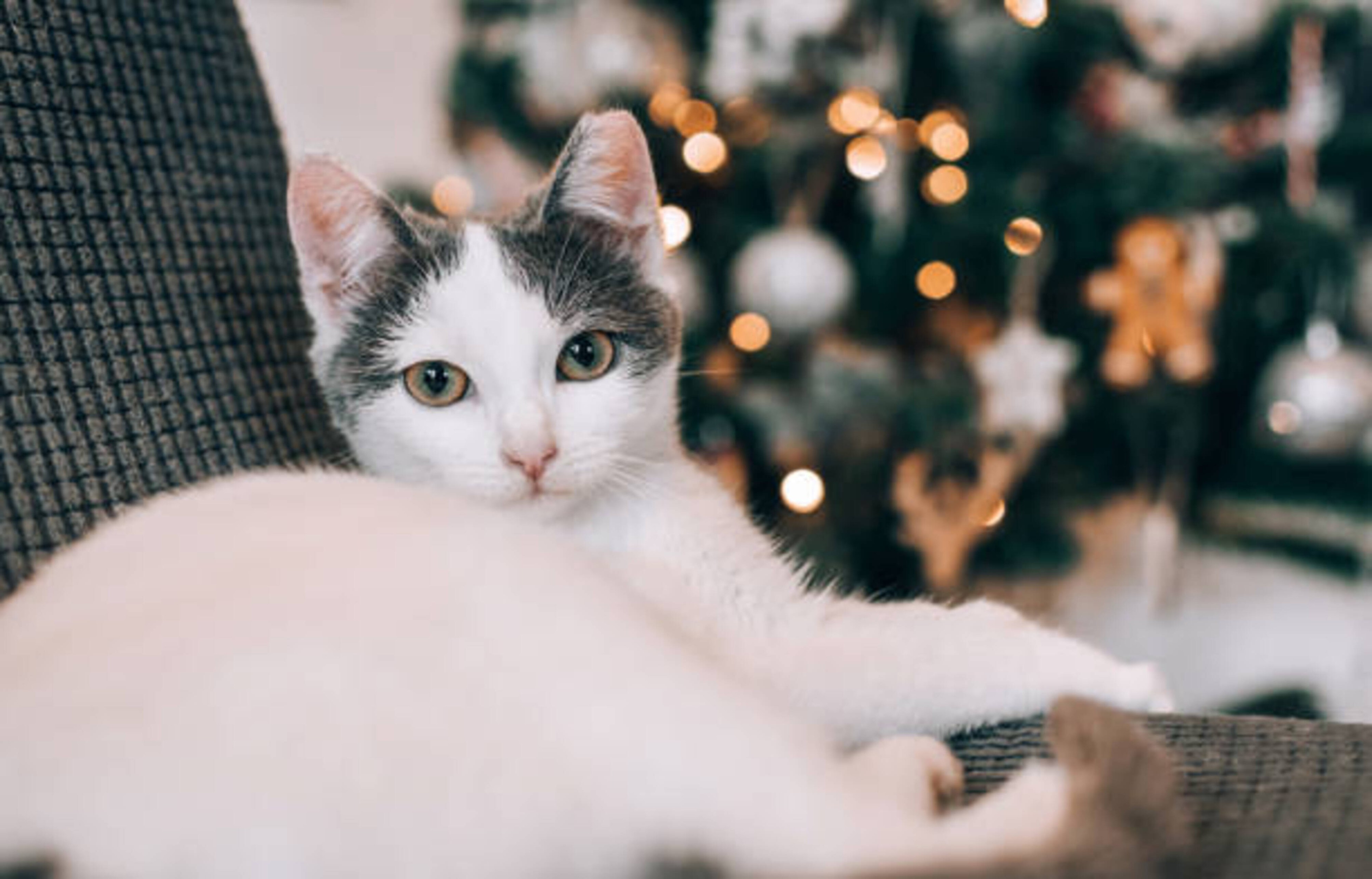 L’Avent avec son chat : nos conseils pour des préparatifs sans stress