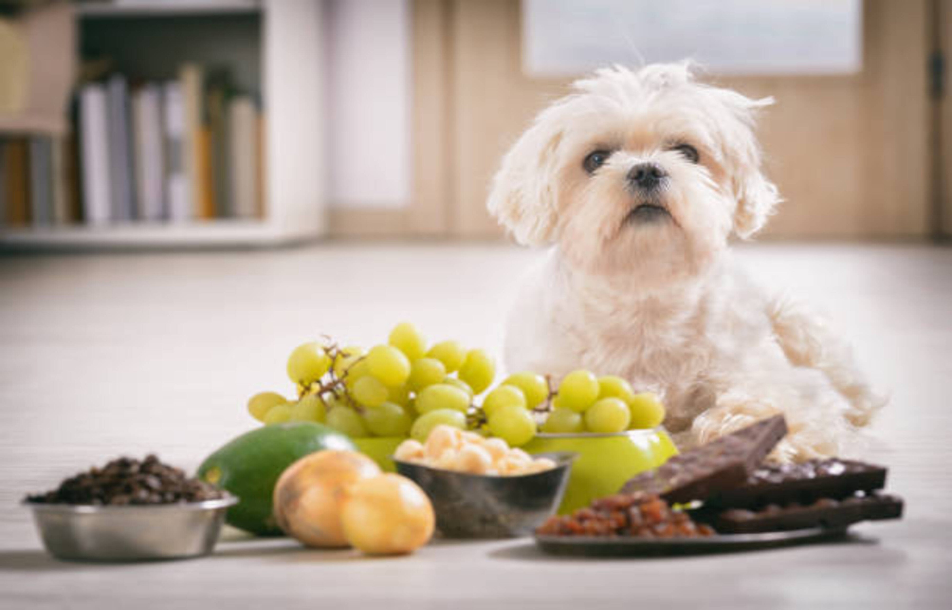 Quels aliments sont toxiques pour le chien ?