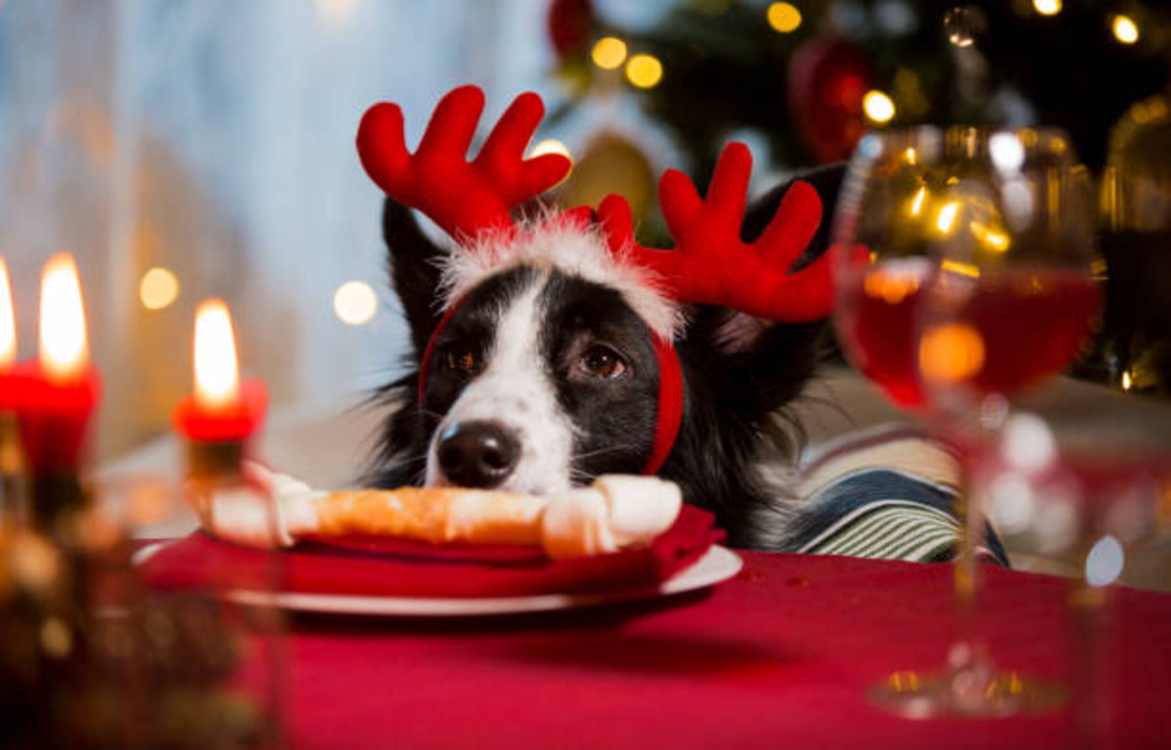 Repas de Noël pour chien : que peut-il manger sans risque ?