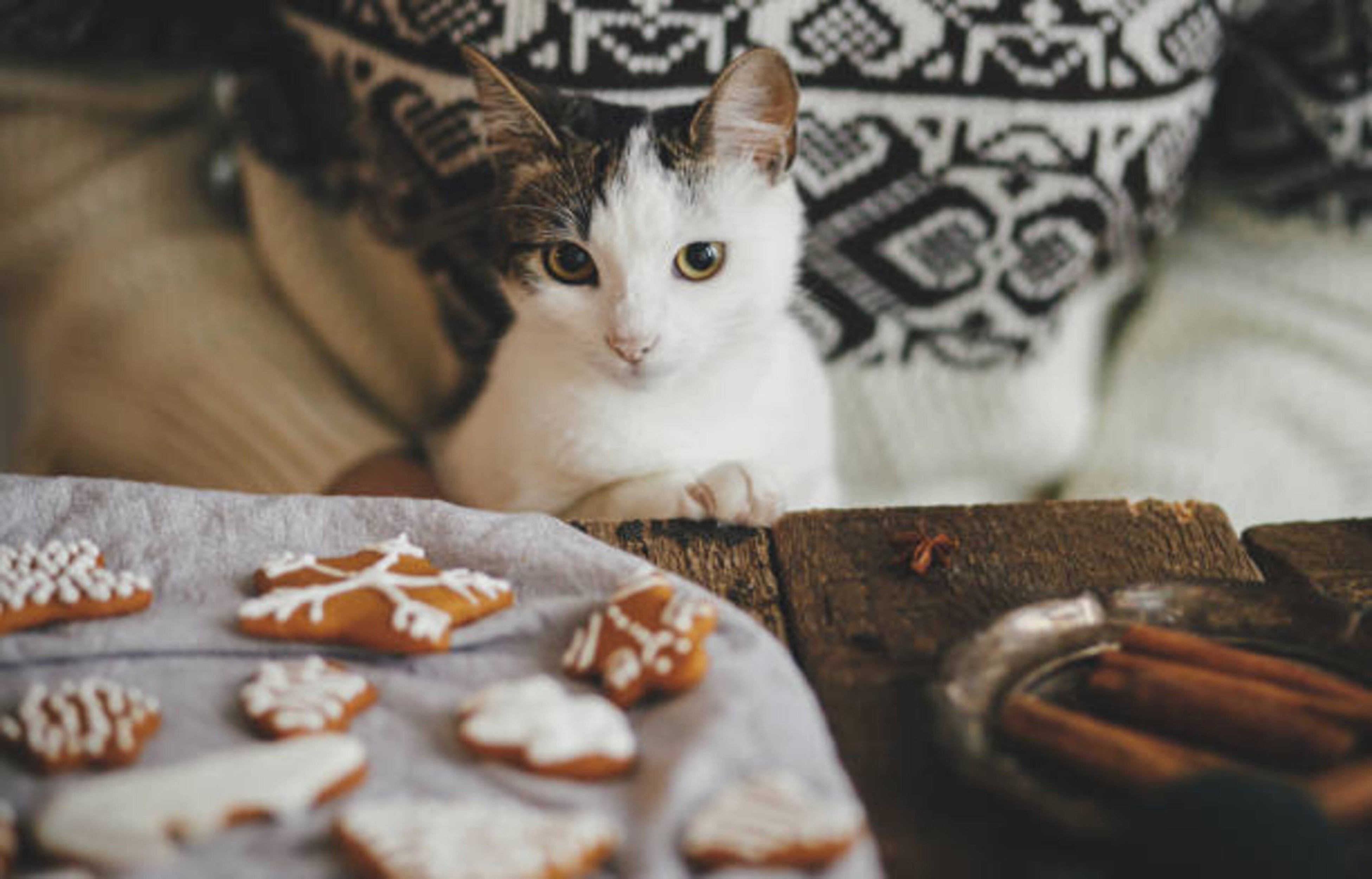 Repas de Noël avec son chat : quels aliments privilégier ?
