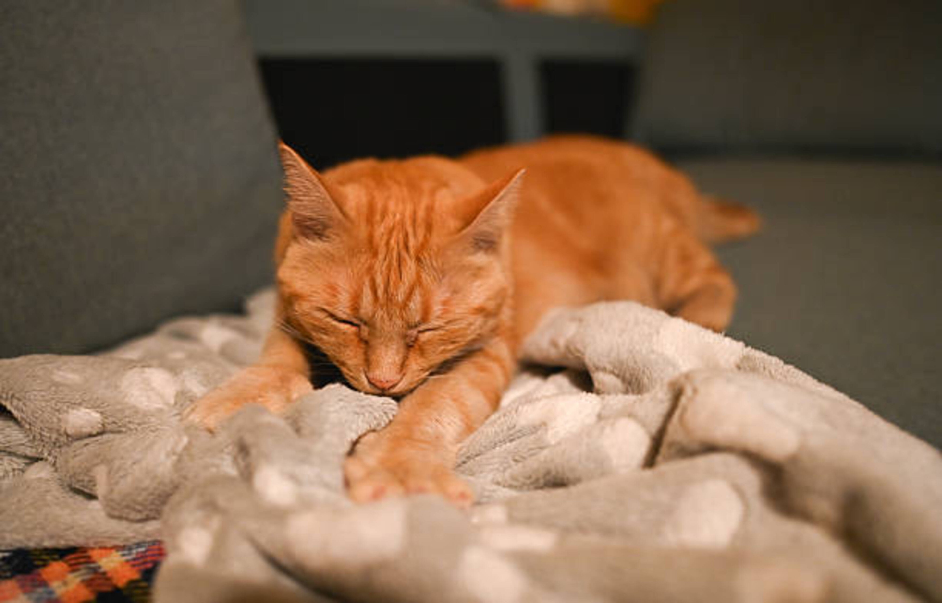 Pourquoi mon chat pétrit avec ses pattes ?