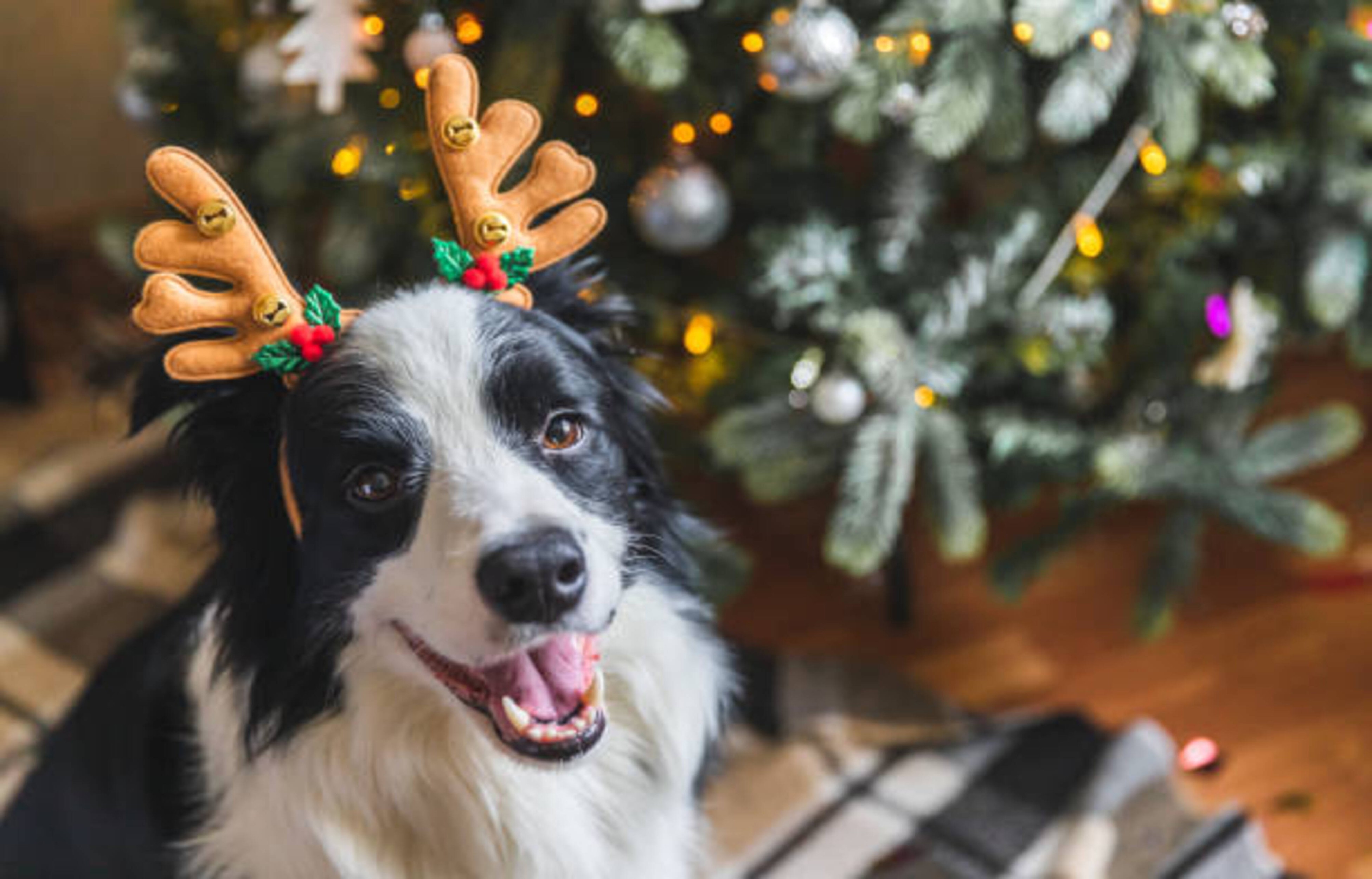 Noël avec son chien : idées, conseils et moments de complicité